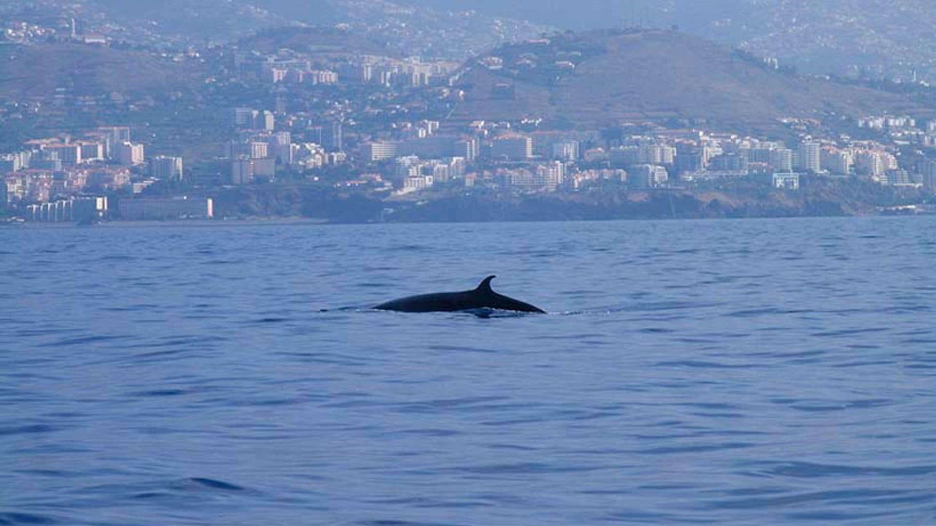 ¡Ballena a la vista!, diez lugares magníficos para ver cetáceos