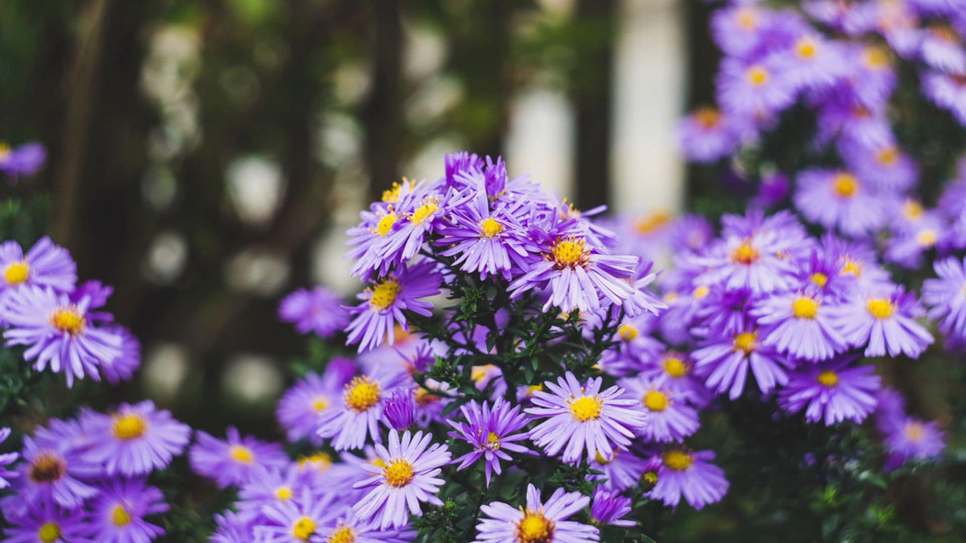 Claves para cuidar el aster y disfrutar de su espectacular floración