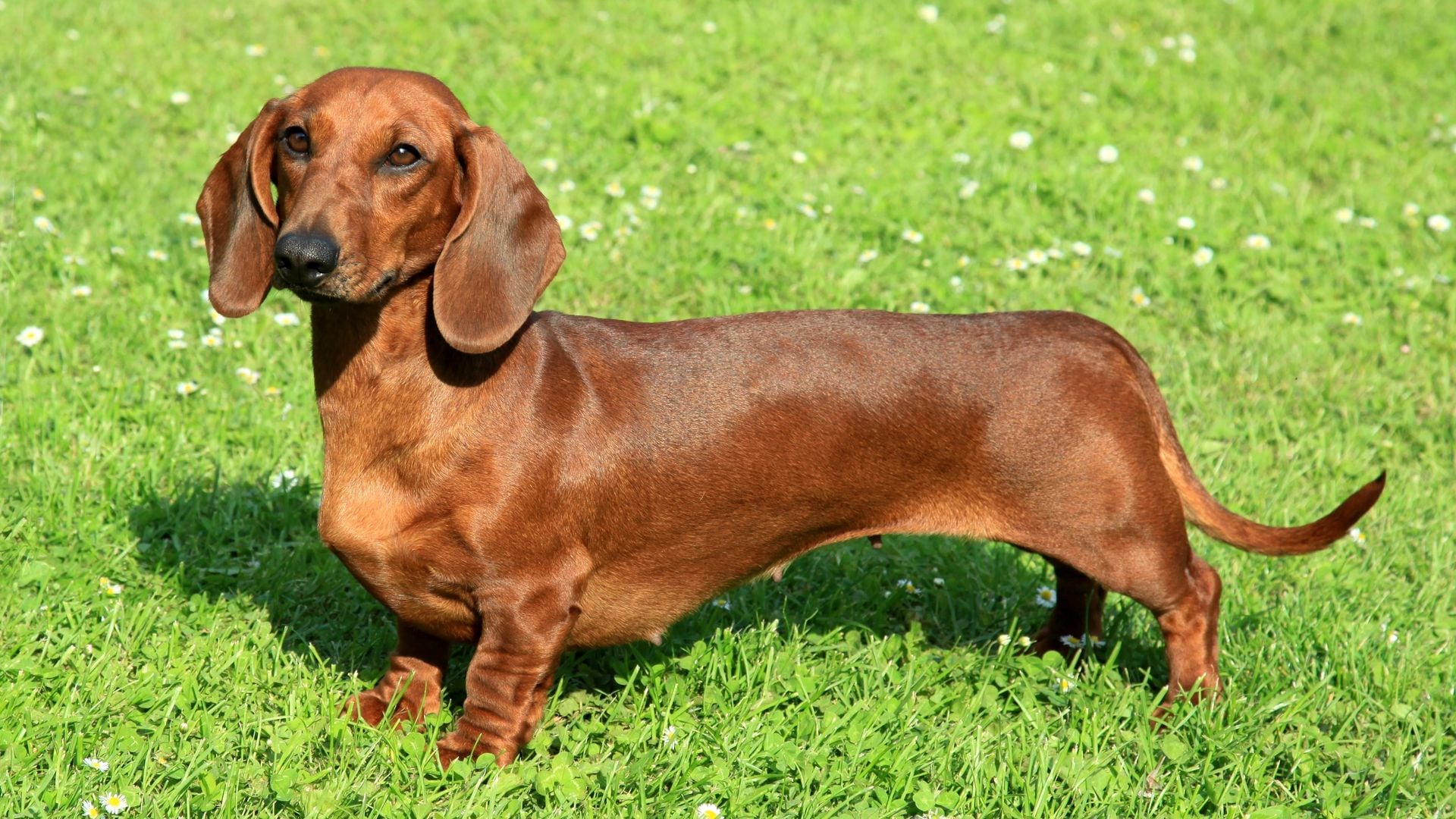 Perro salchicha o teckel, así es la raza de perros de la que todo el mundo habla