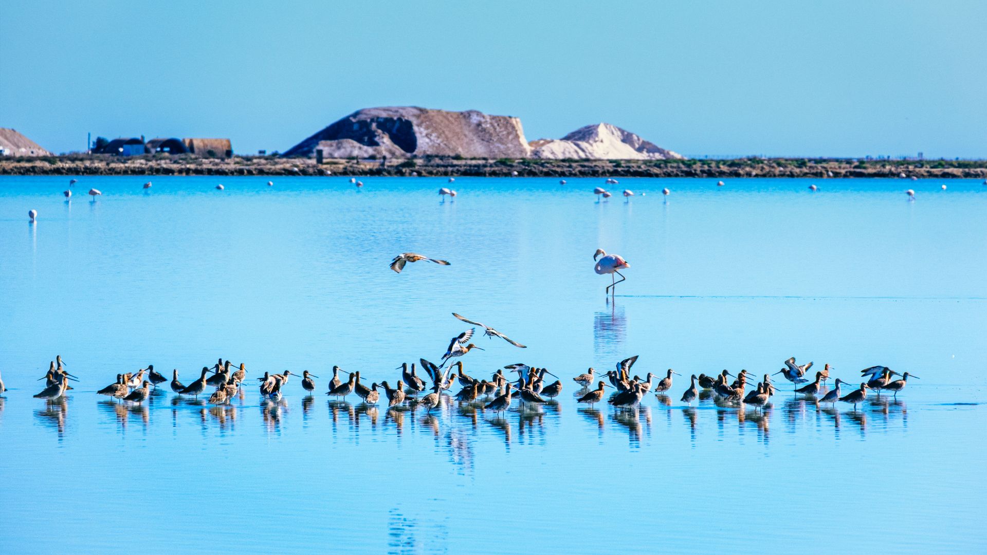 Aves en el delta del Ebro