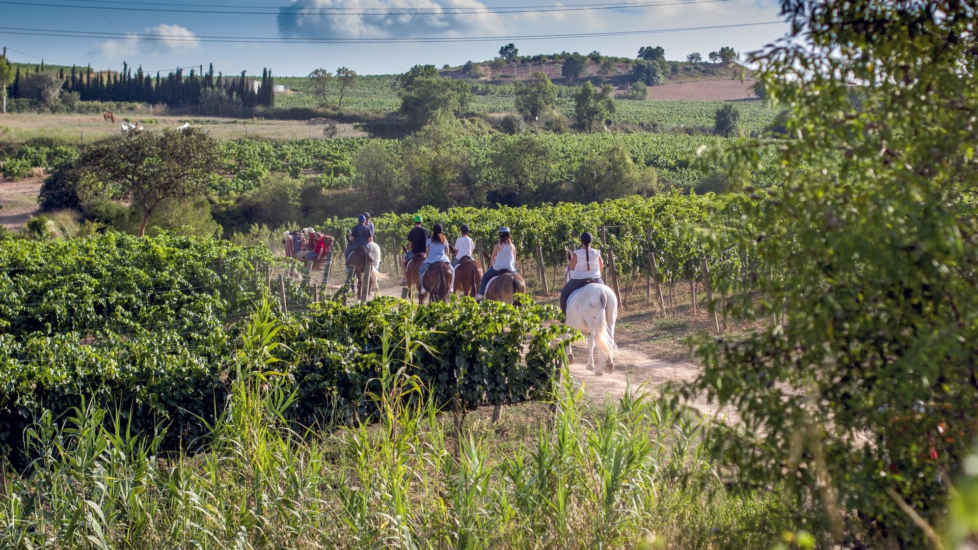 Ruta a caballo entre viñedos Barcelona Gramona