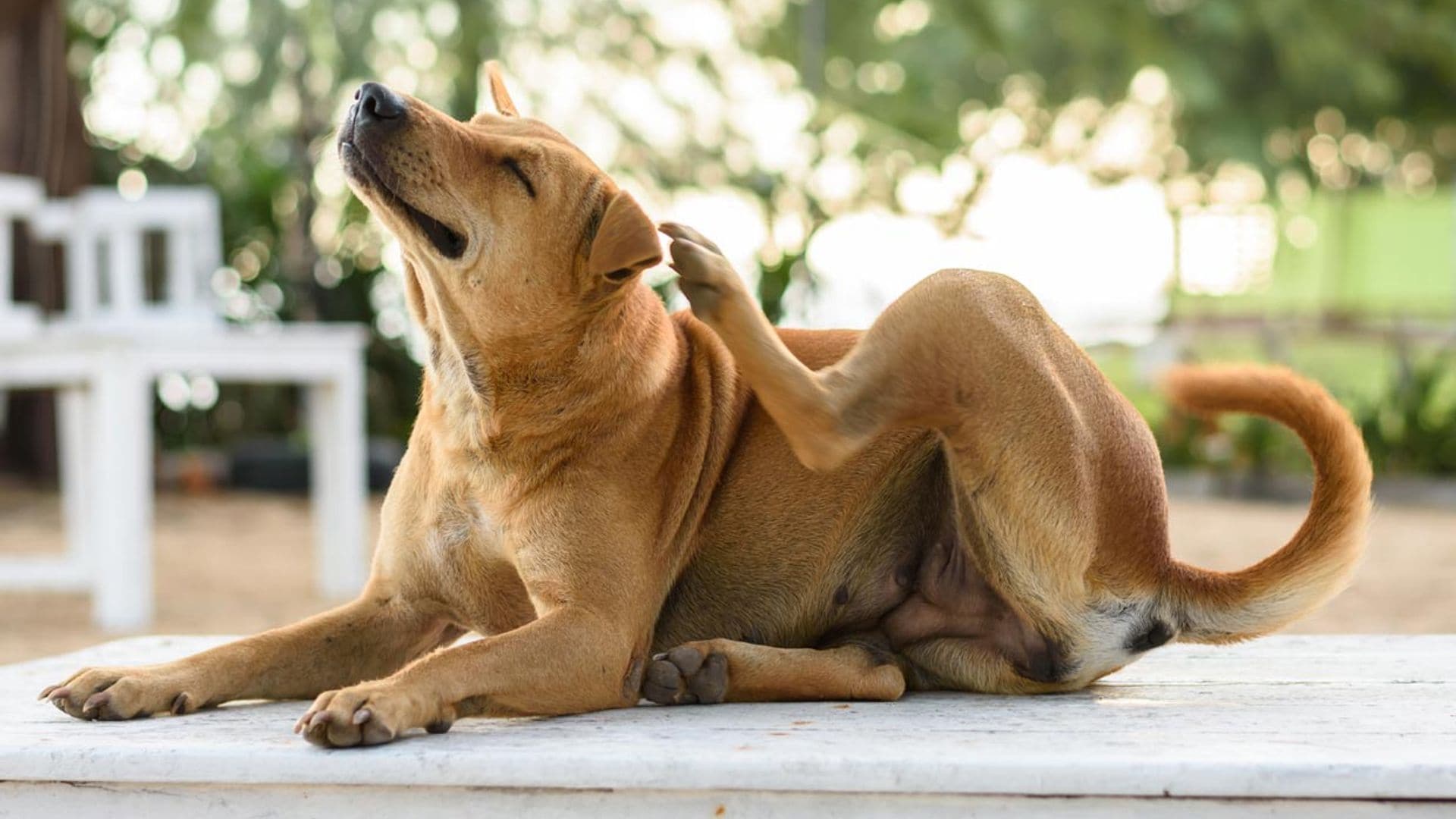 ¿Qué puedo hacer si mi perro se rasca mucho la piel?