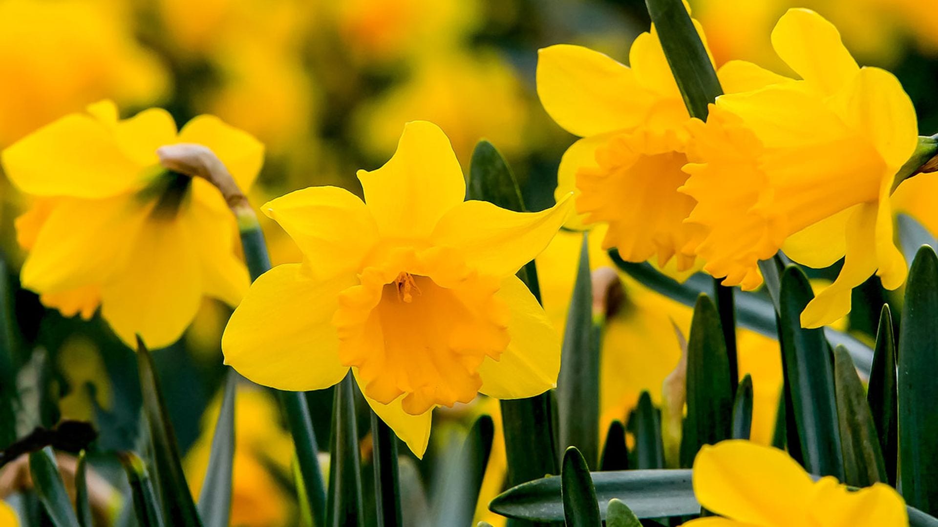 Aprende a cultivar el narciso (Narcissus), una planta de bulbo que florece en invierno