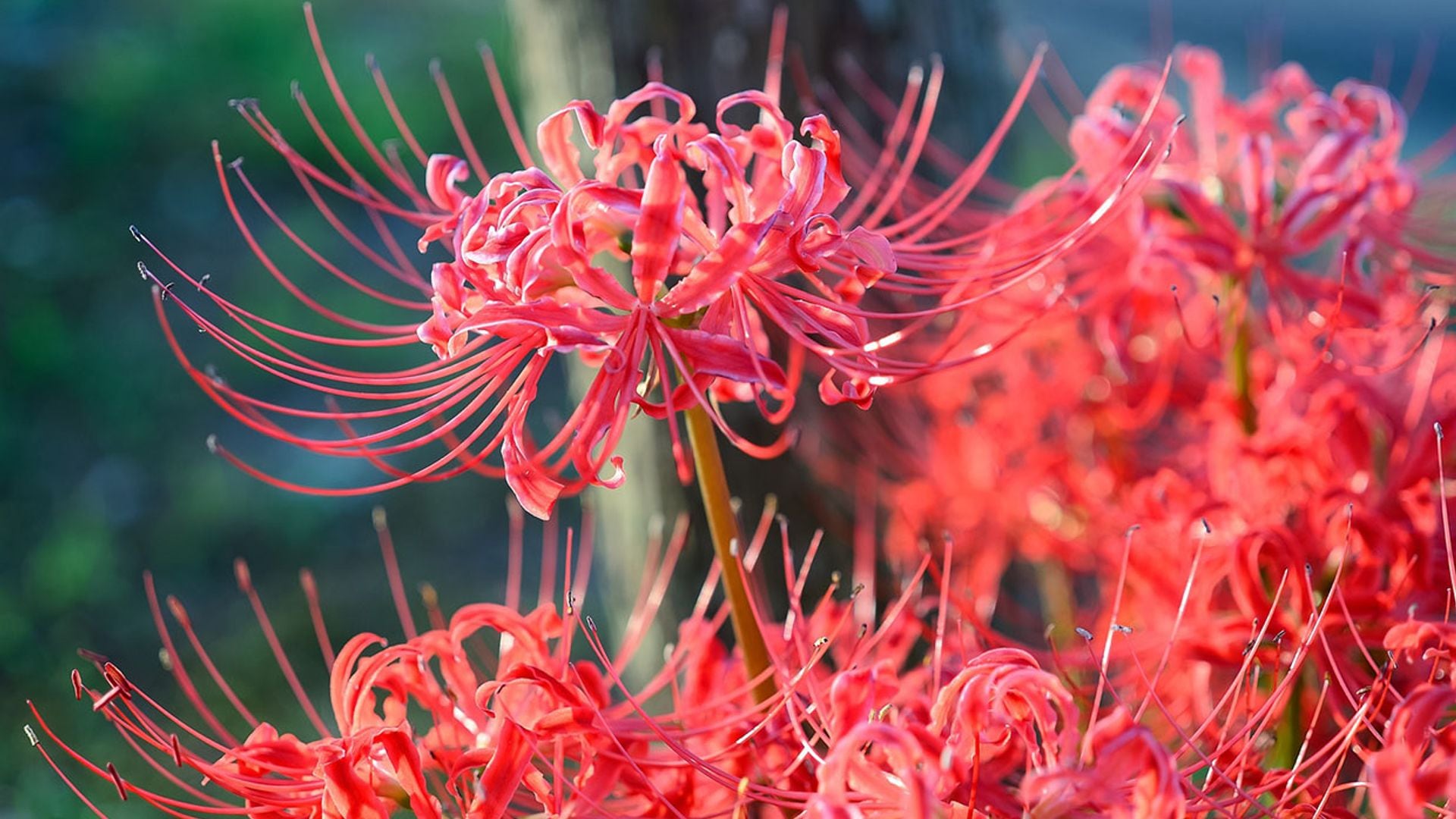 Estos son los cuidados que necesita la 'Lycoris radiata' o ‘flor del infierno’