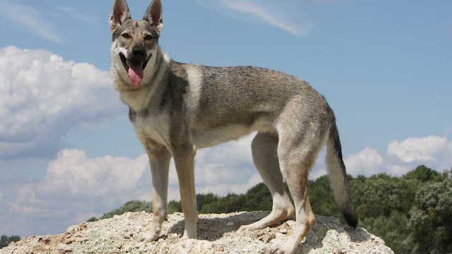 perro lobo checoslovaco