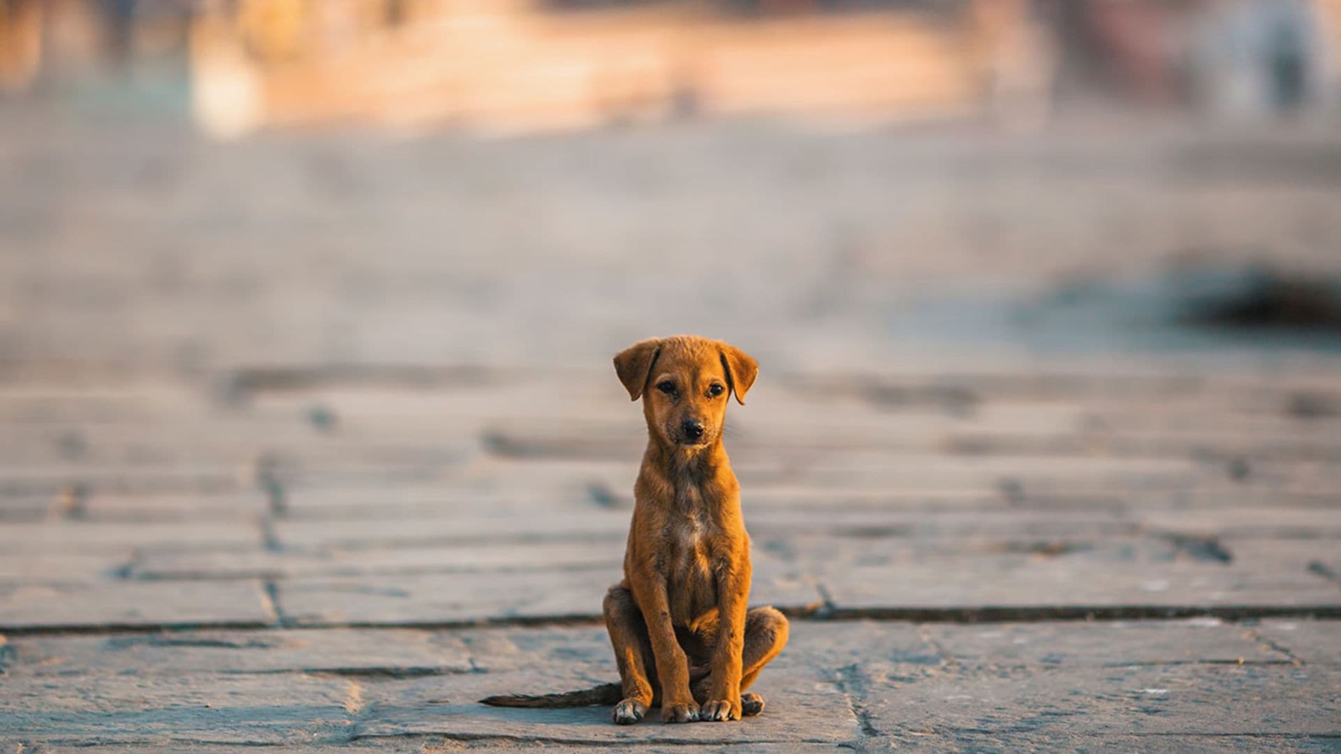 Estas son las provincias con mayor índice de abandono de animales