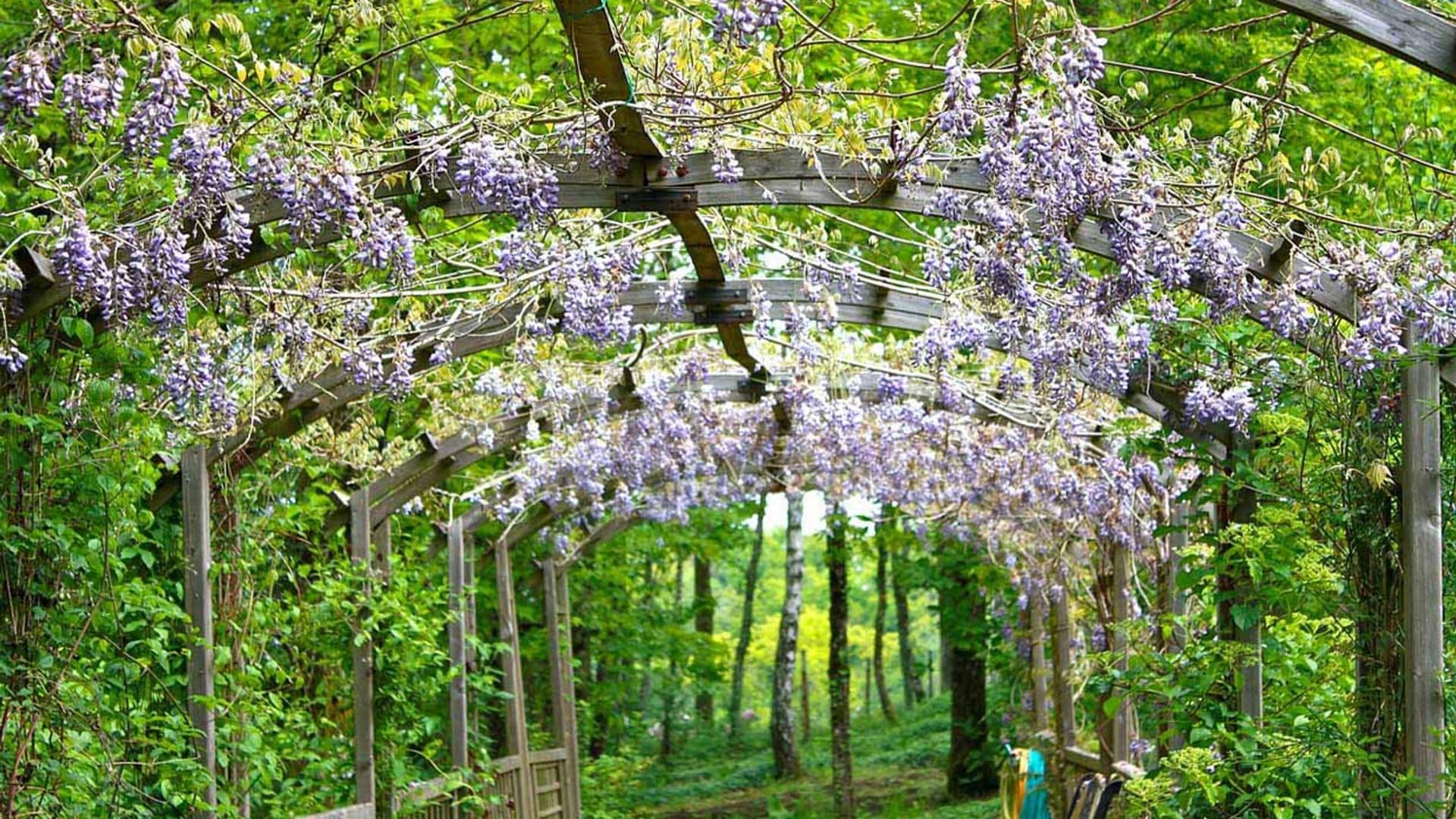 Plantas enredaderas y trepadoras para decorar con acierto el jardín