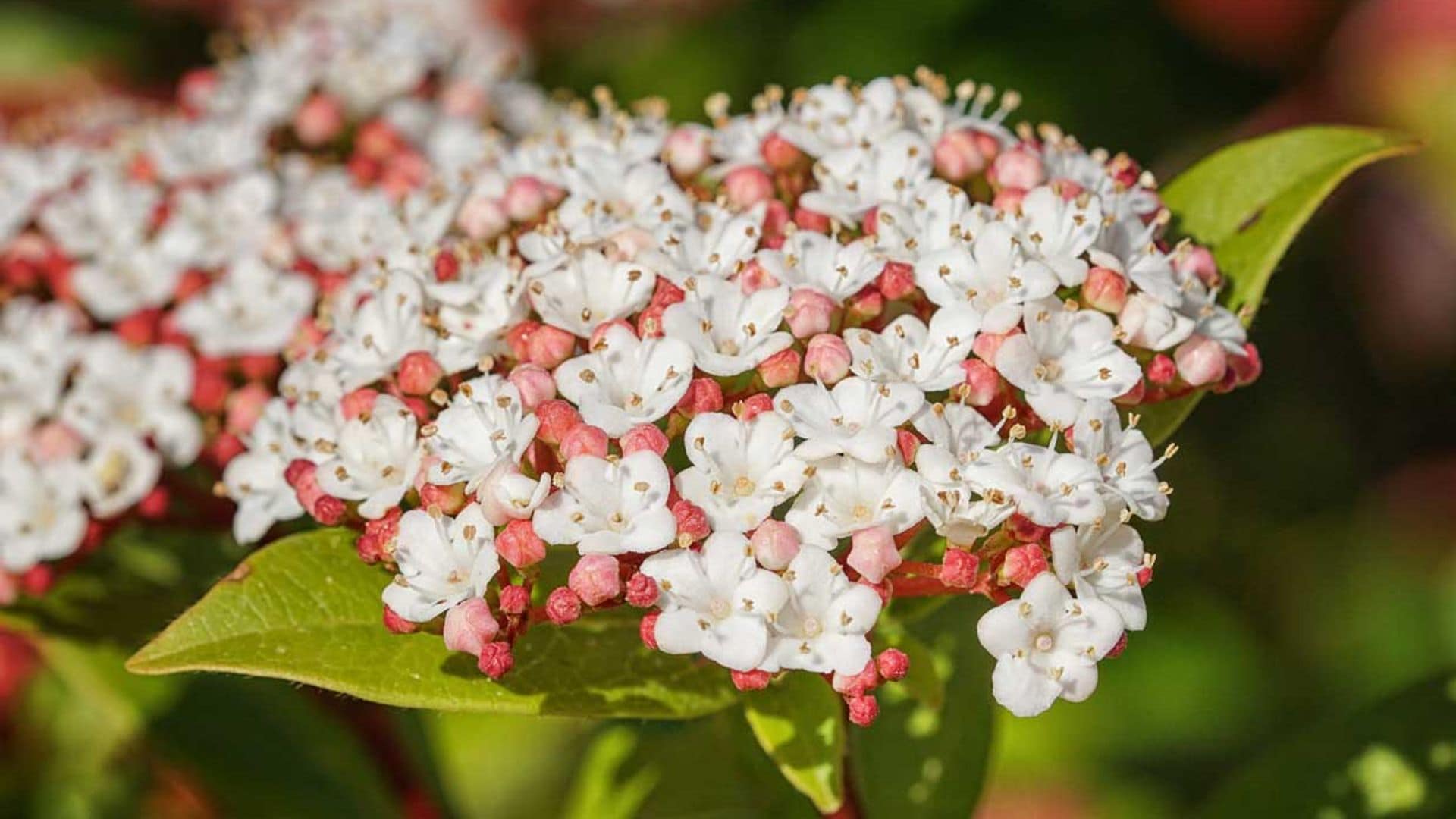 El durillo, un precioso arbusto perfecto para decorar tu jardín