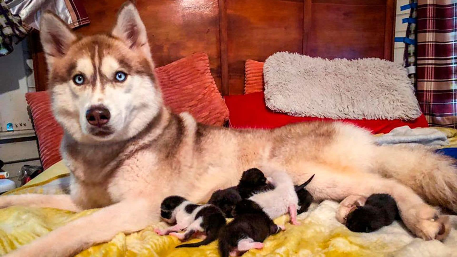 La enternecedora historia de Banner, la husky que rescató y 'adoptó' a unos gatitos