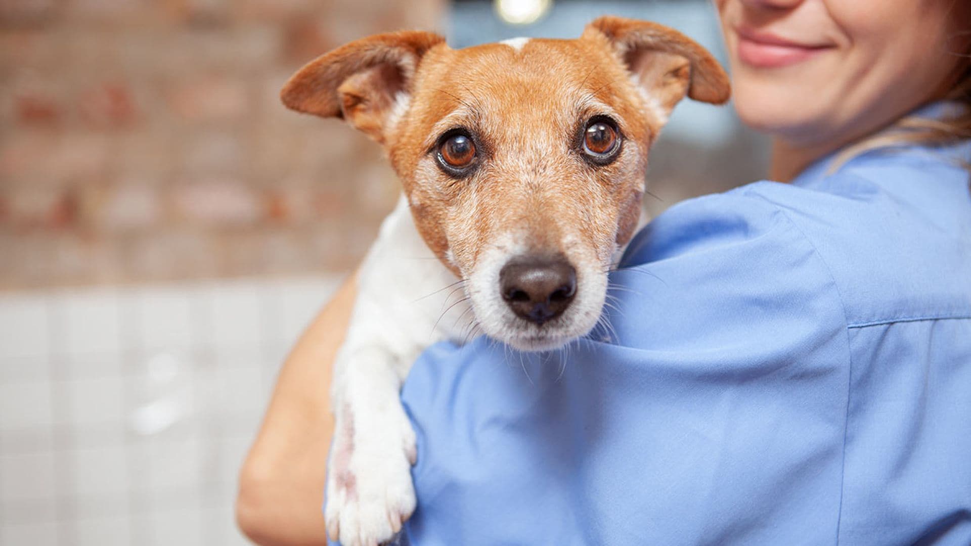 ¿Dudas entre esterilizar o castrar a tu perro o gato? Estas son las variables a tener en cuenta