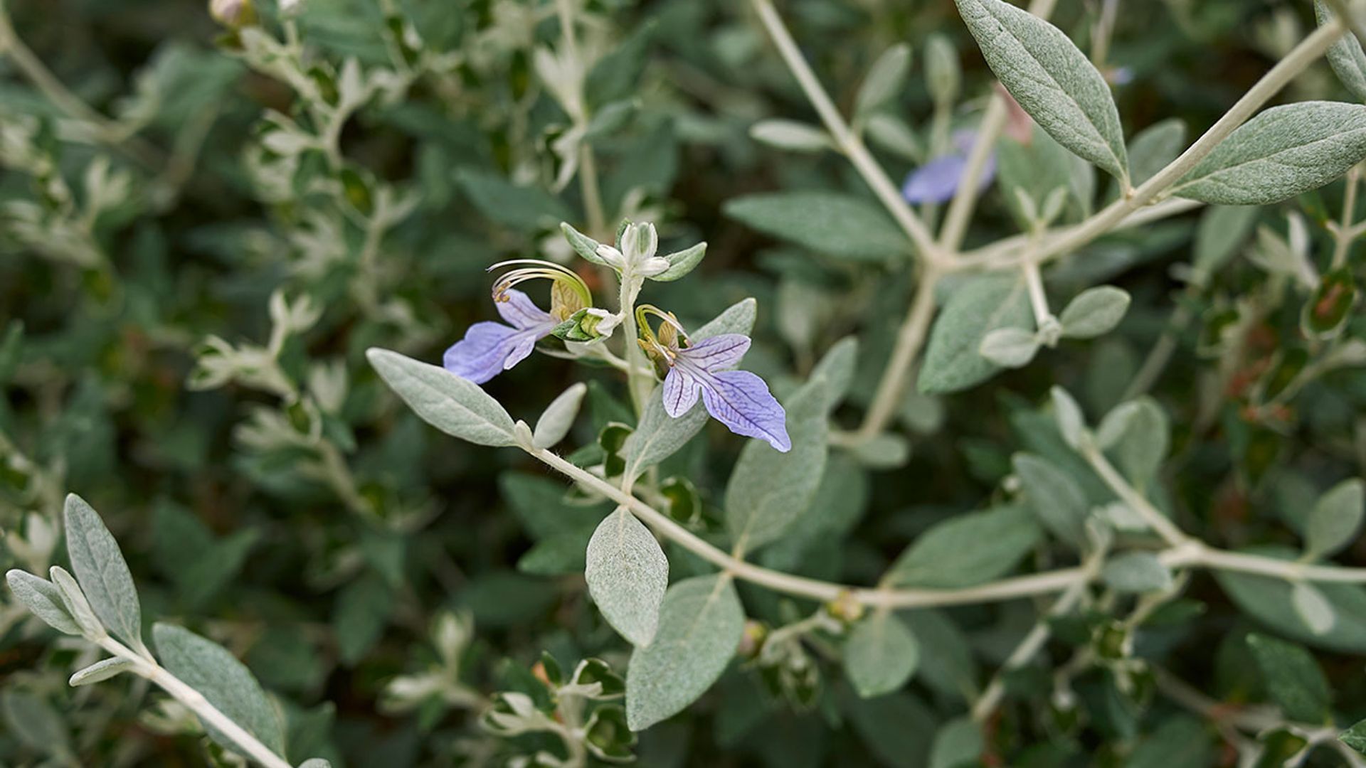 'Teucrium fruticans', un arbusto precioso y resistente que te dará mucho juego en el jardín