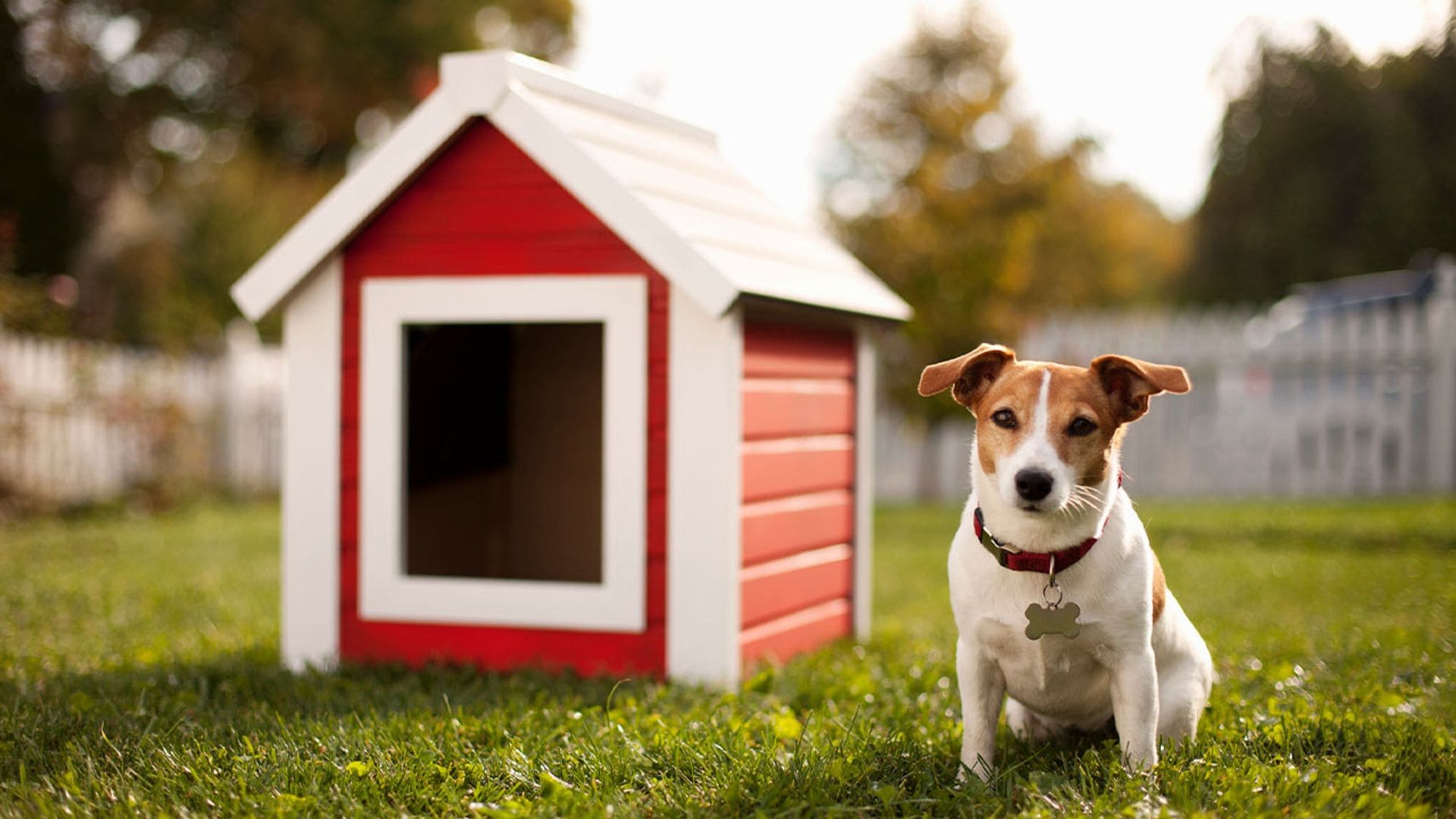 Estas son las 5 mejores casetas para perros que puedes usar en exteriores