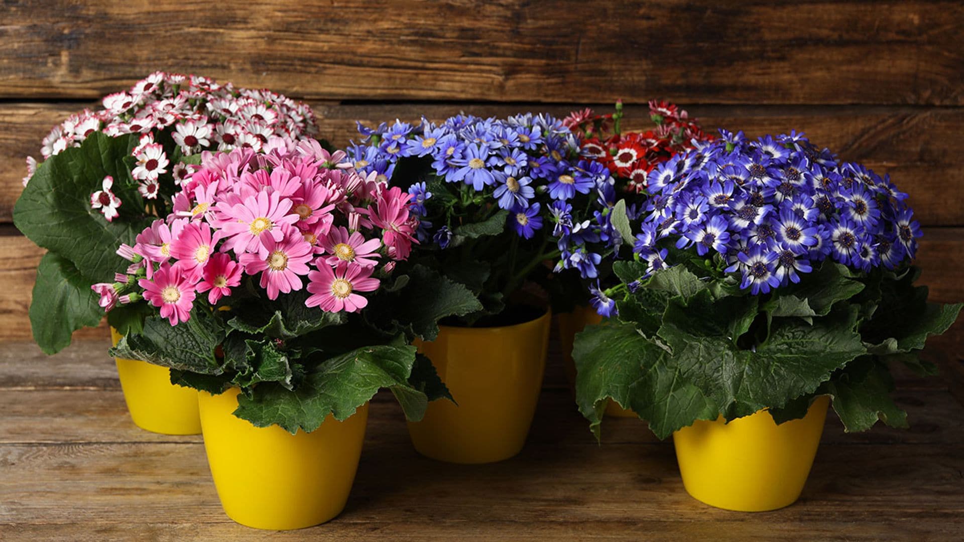 Cineraria, una planta de interior con una floración espectacular