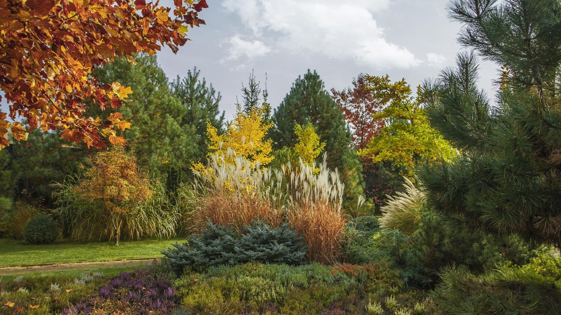 Árboles para el jardín que muestran su mayor esplendor en otoño