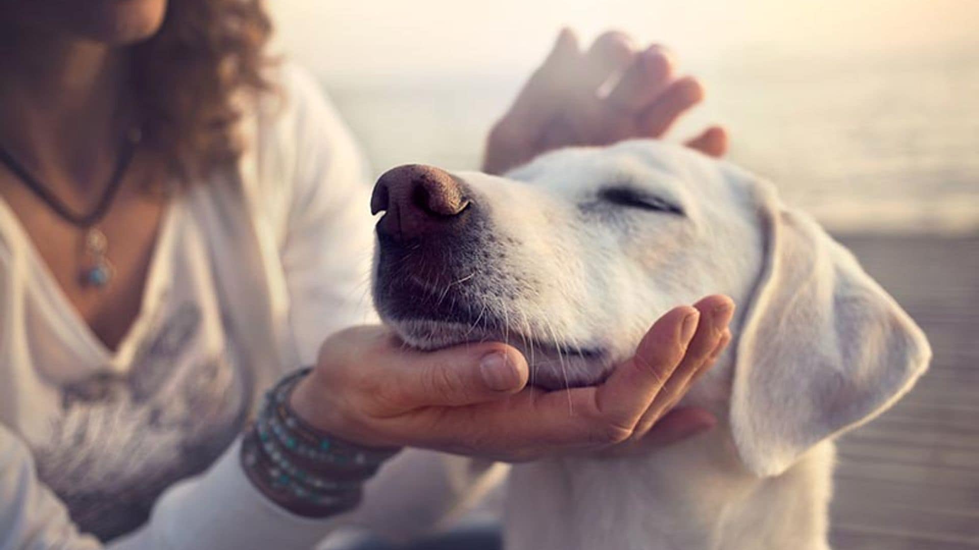 Según los expertos, tu perro te manipula