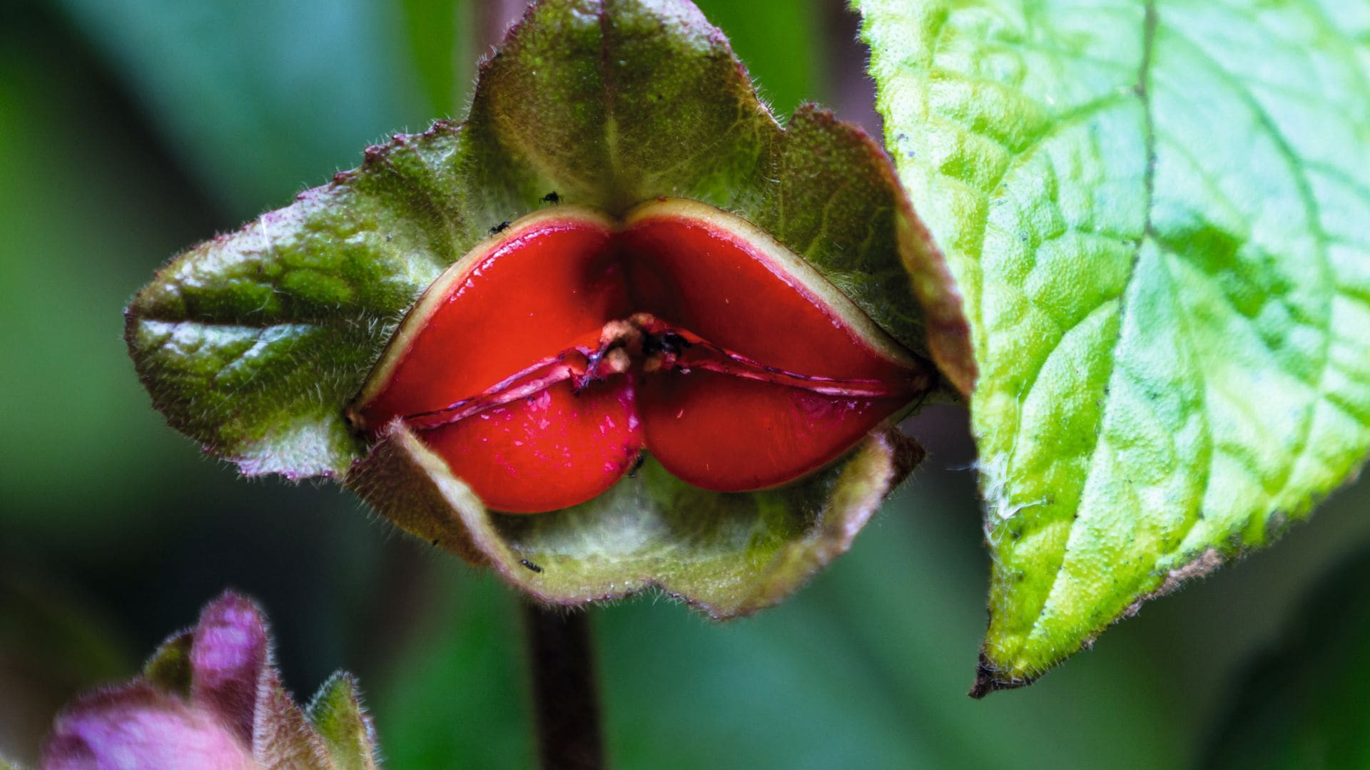 La historia de las flores 'camufladas' en unos labios rojos y otras curiosidades botánicas