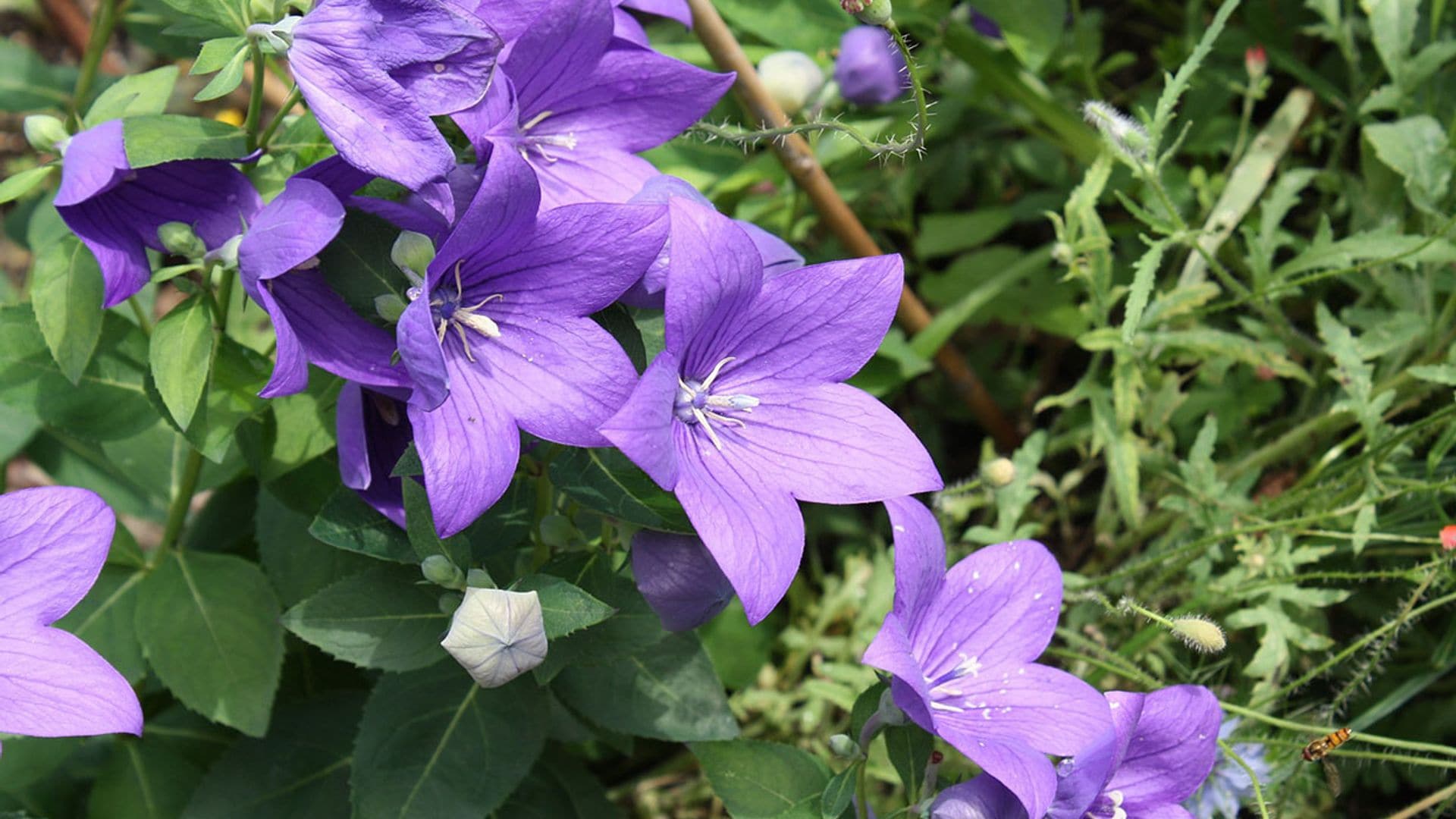 Campanilla china: estos son los cuidados que necesita para llenar tu jardín de color