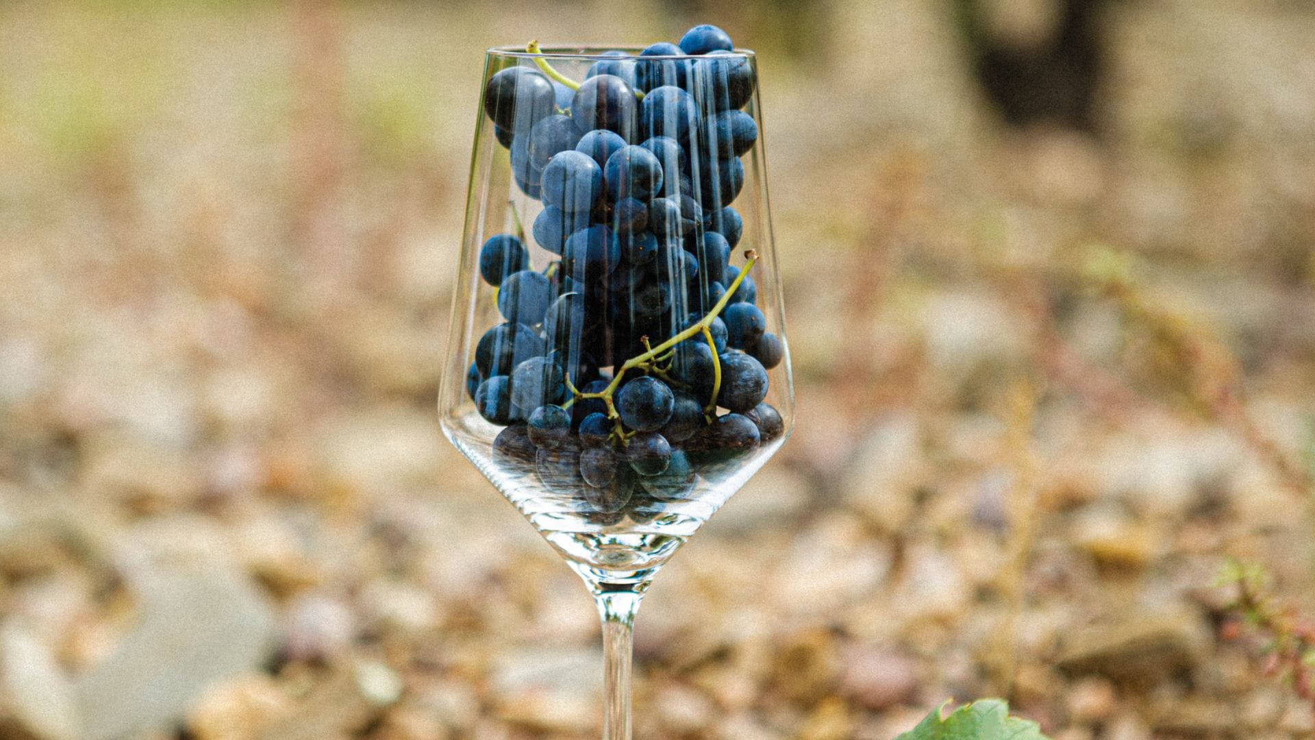 Si eres 'wine lover' amarás la garnacha