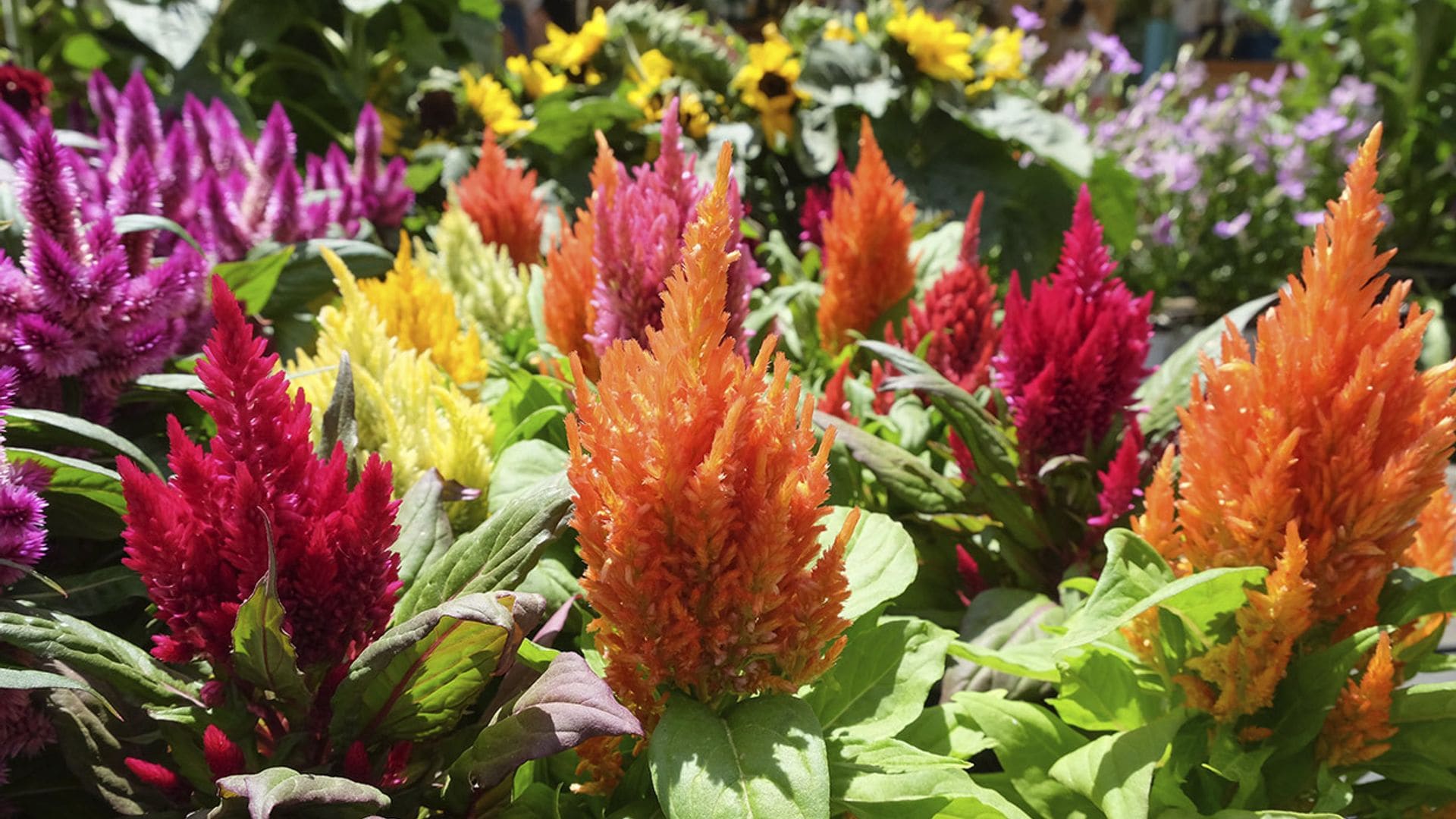 Como cuidar la celosía plumosa: la planta de exterior que llenará de elegancia tu jardín