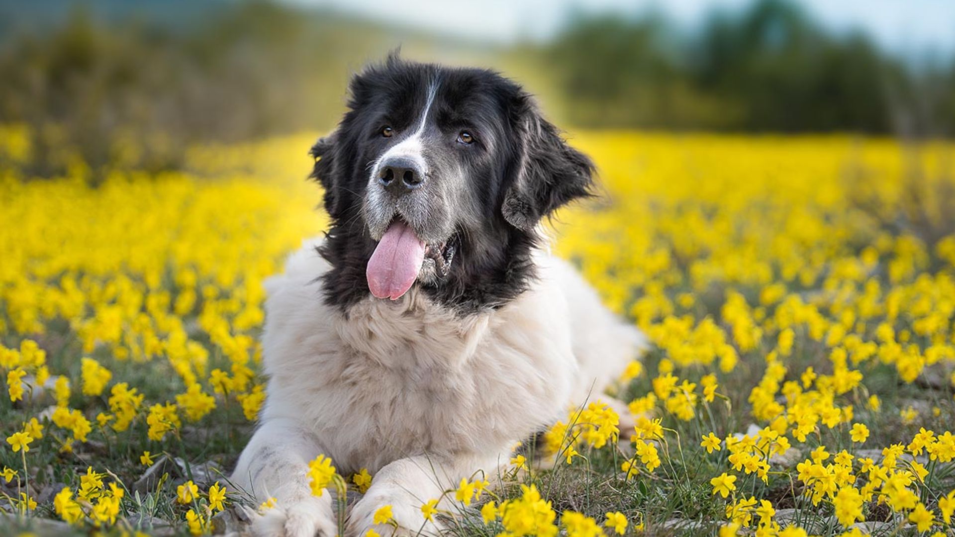 Las razas de perro más grandes del mundo