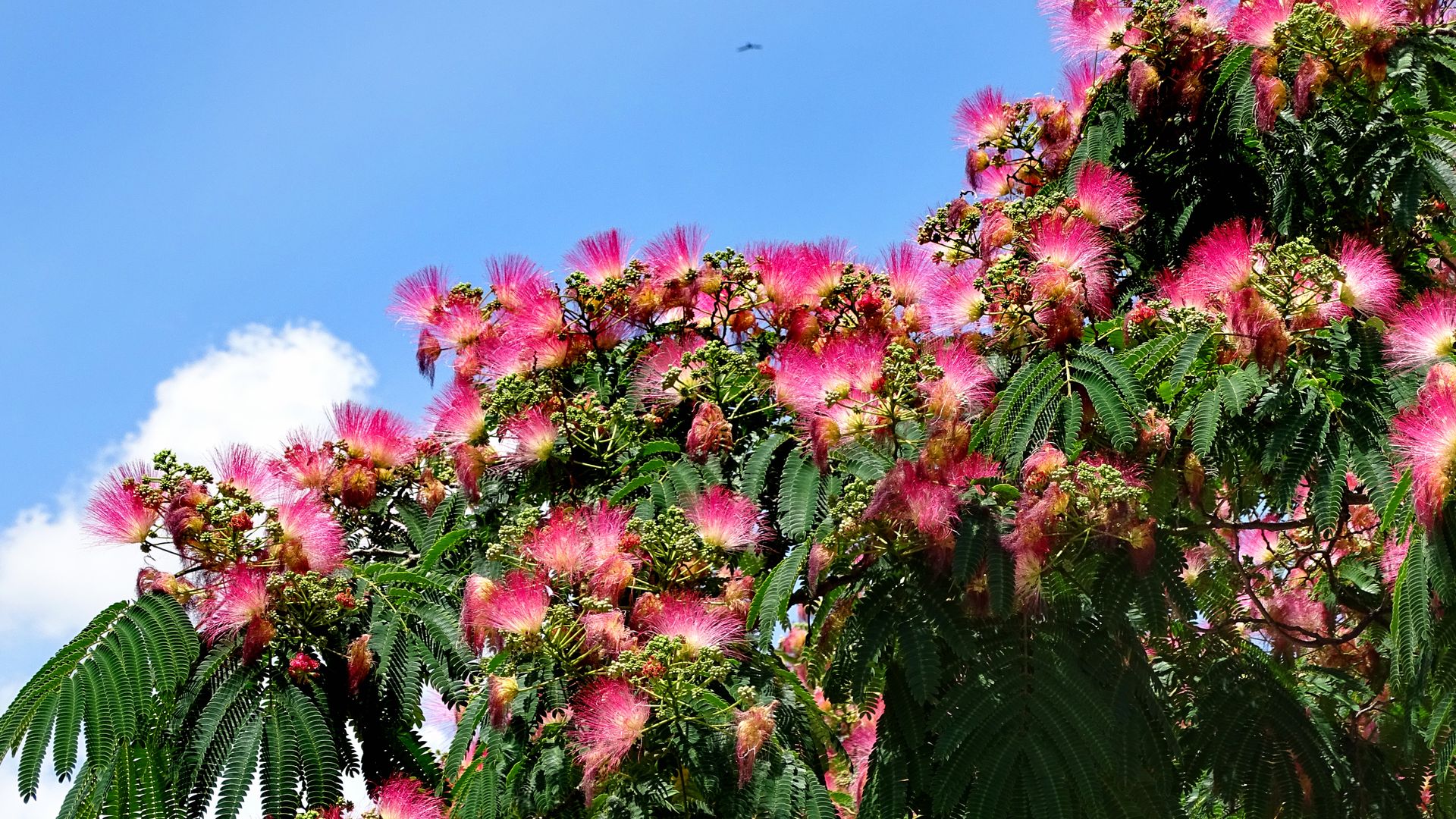 Flores de algodón rosa: la acacia de Constantinopla, el árbol perfecto para tu jardín