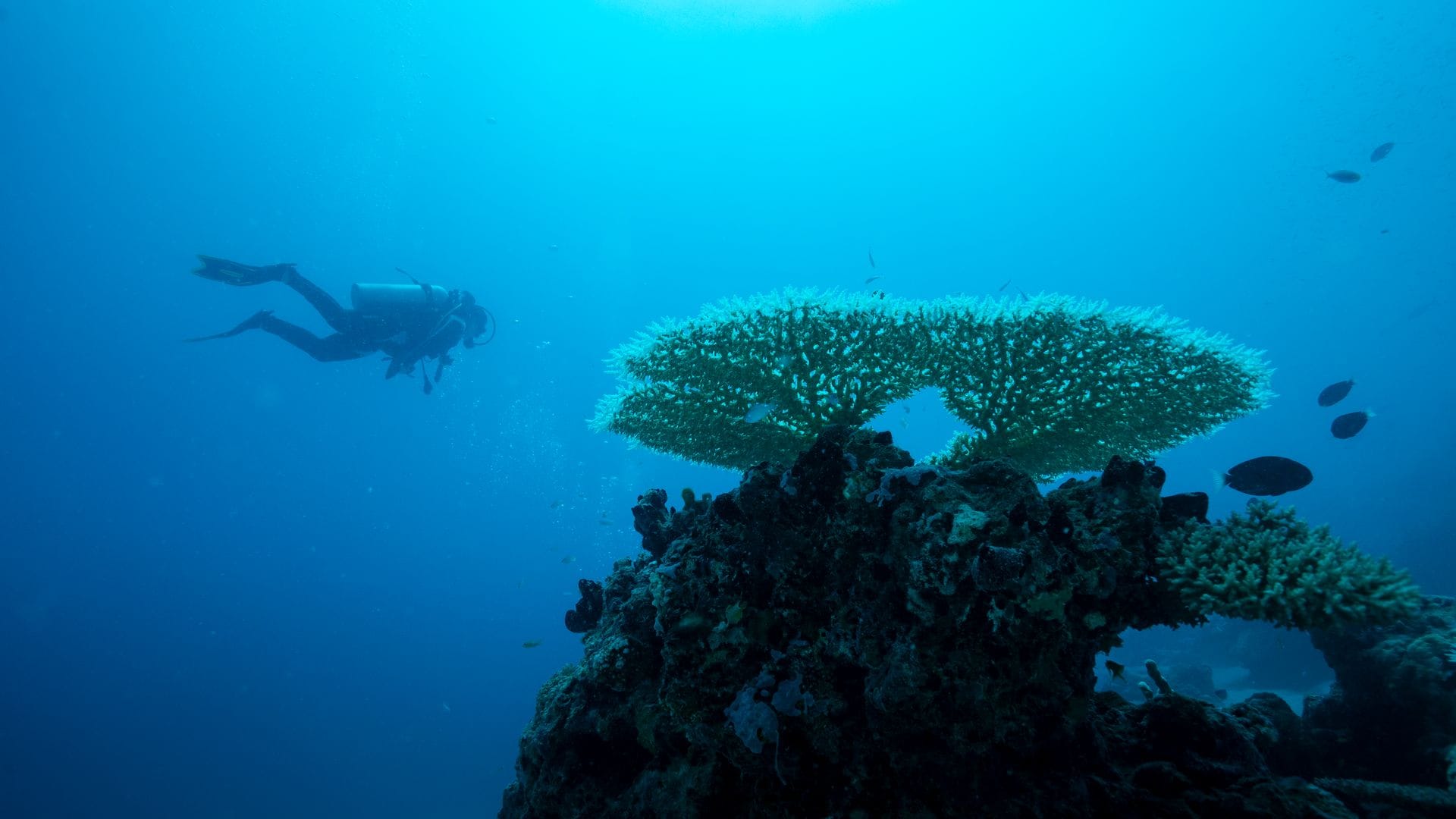 Buceo en Maldivas