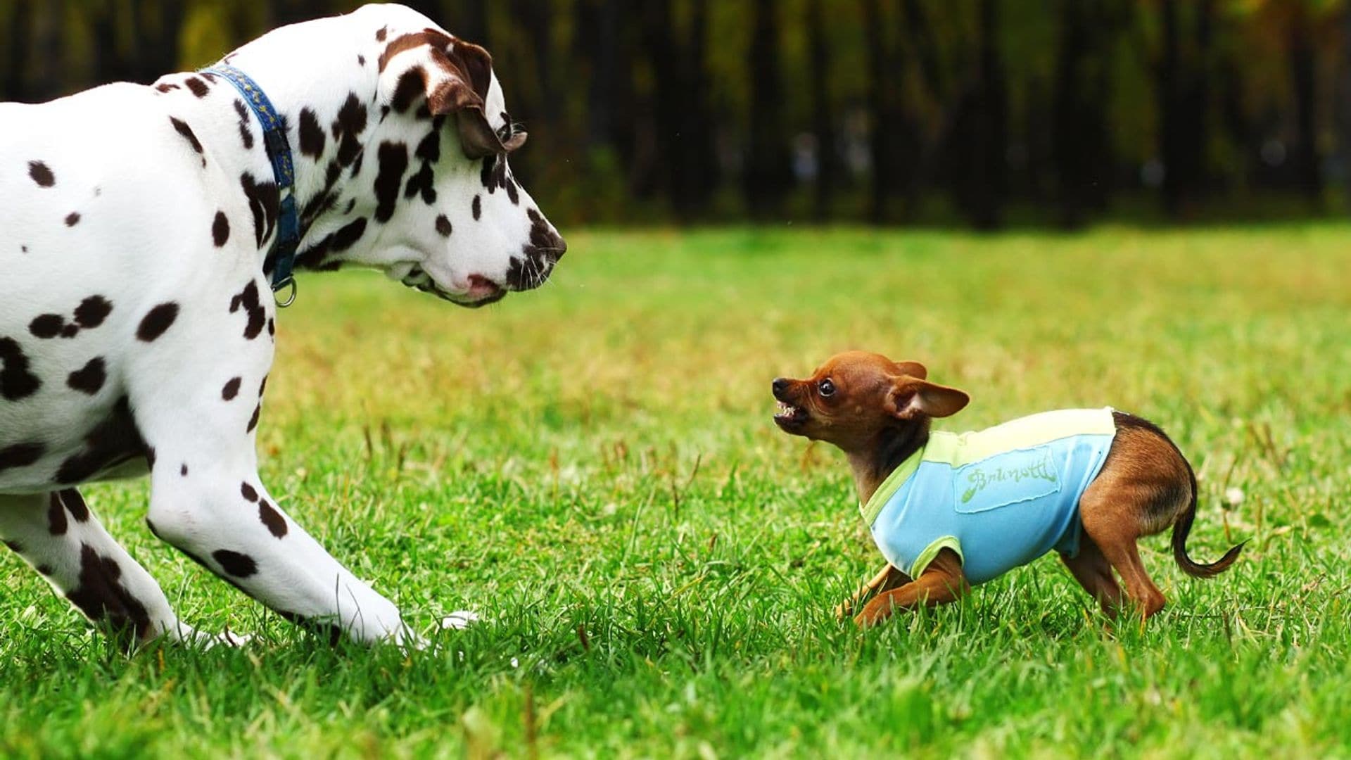 Estas son las razones por las que tu perro se lleva mal con otros perros