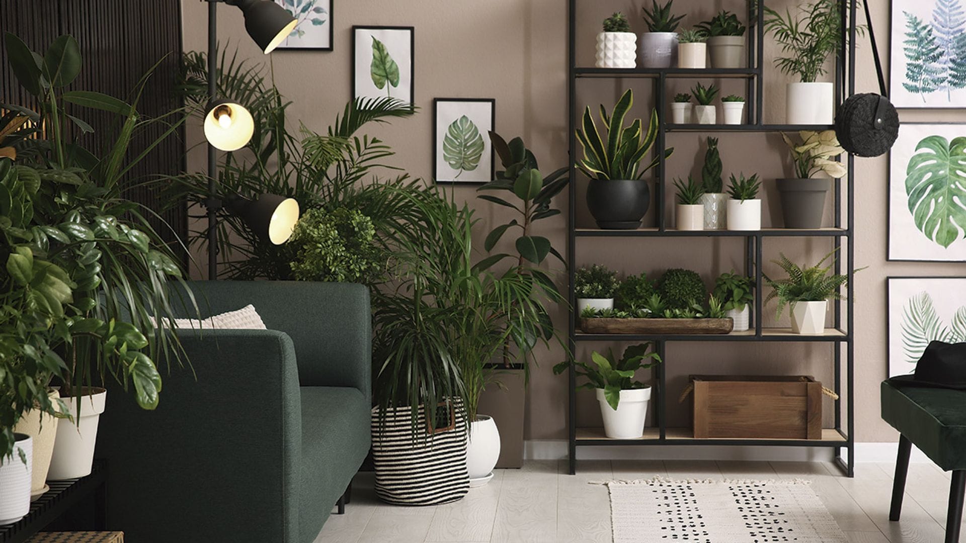 Cómo decorar con plantas de interior: ¿cómo elegirlas y dónde colocarlas?