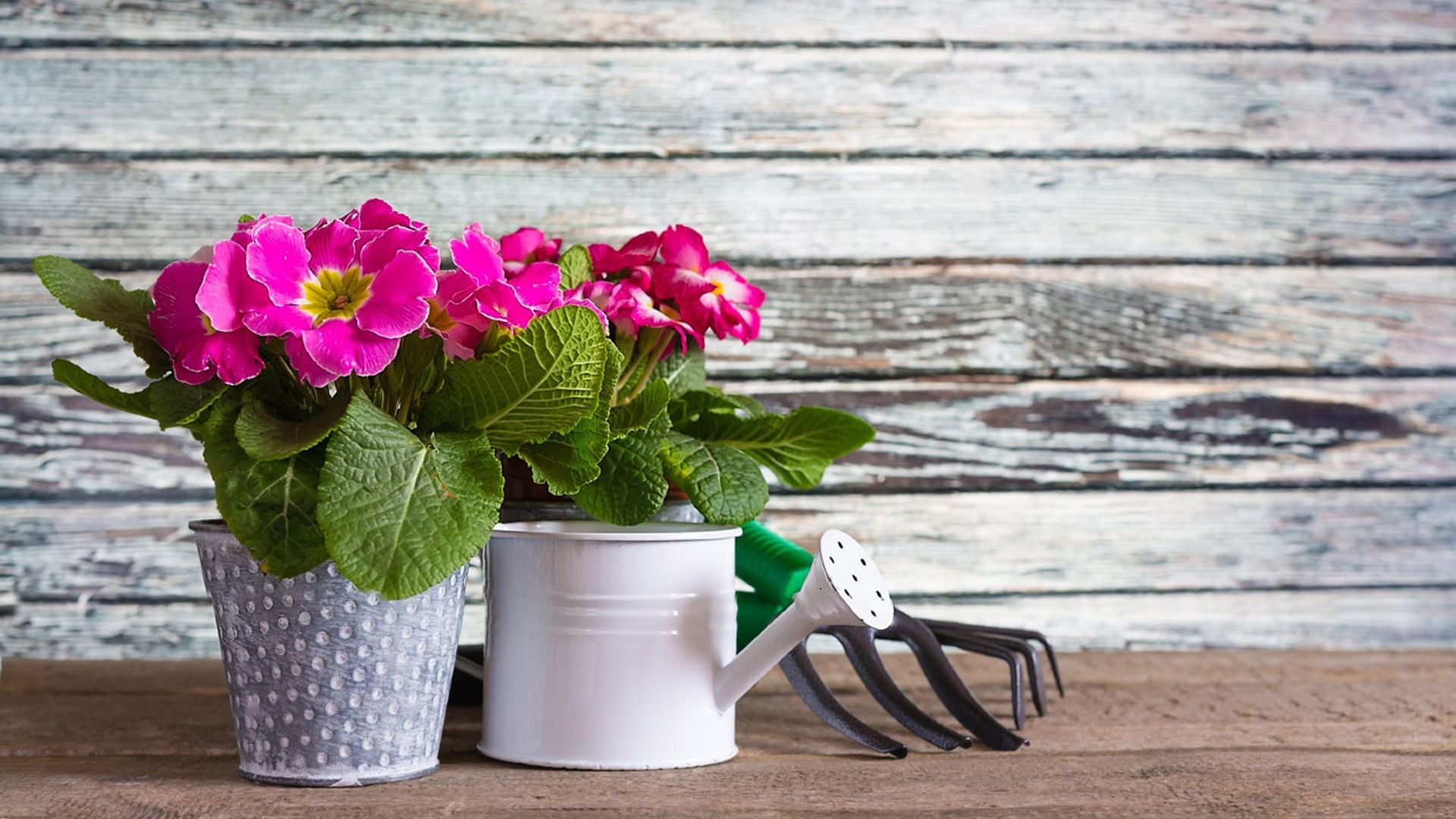 Cultiva la prímula y disfruta de su bella floración desde finales del invierno