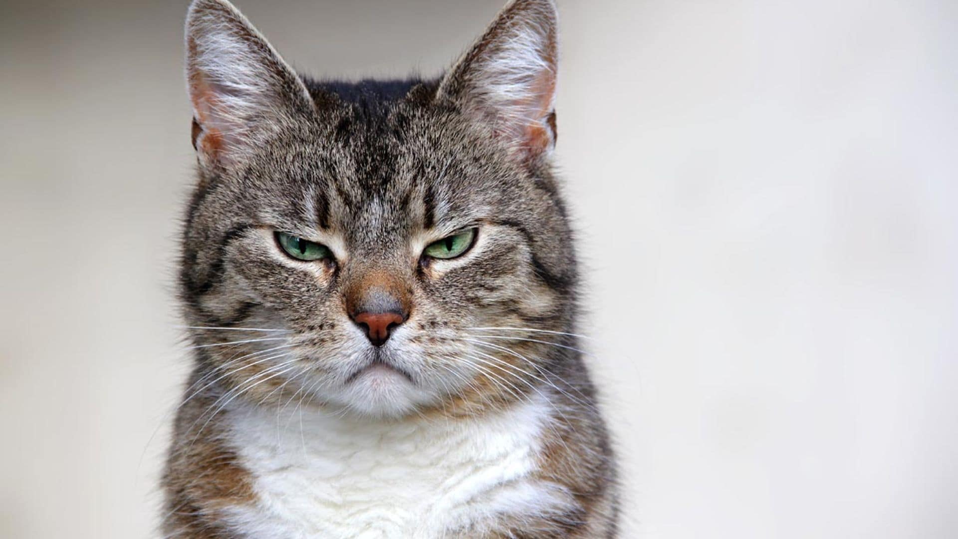 Descubre si tu gato siente dolor observando sus bigotes, la mirada y otras expresiones faciales