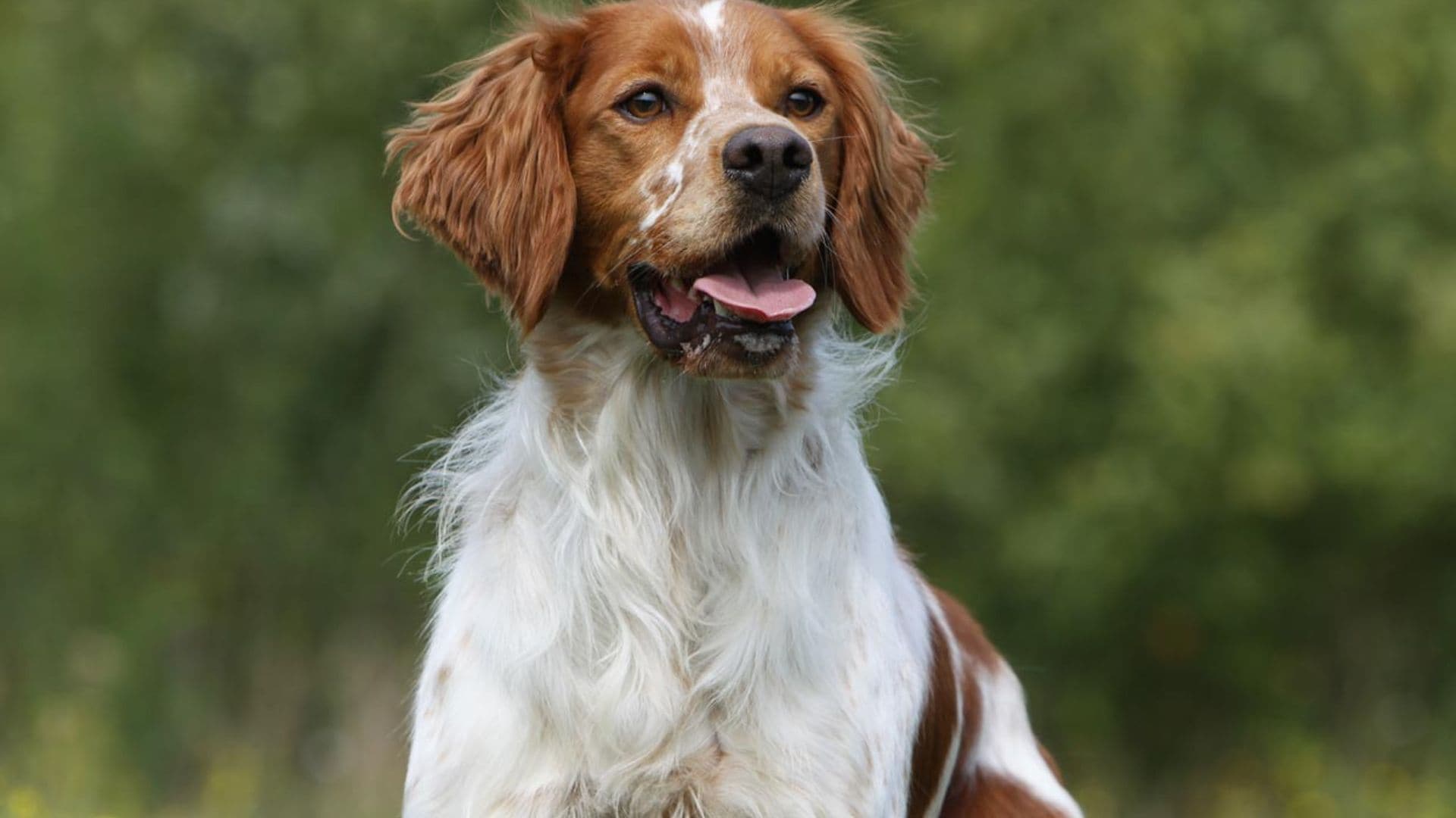 Spaniel bretón, un compañero vital y enérgico que hará las delicias de toda la familia