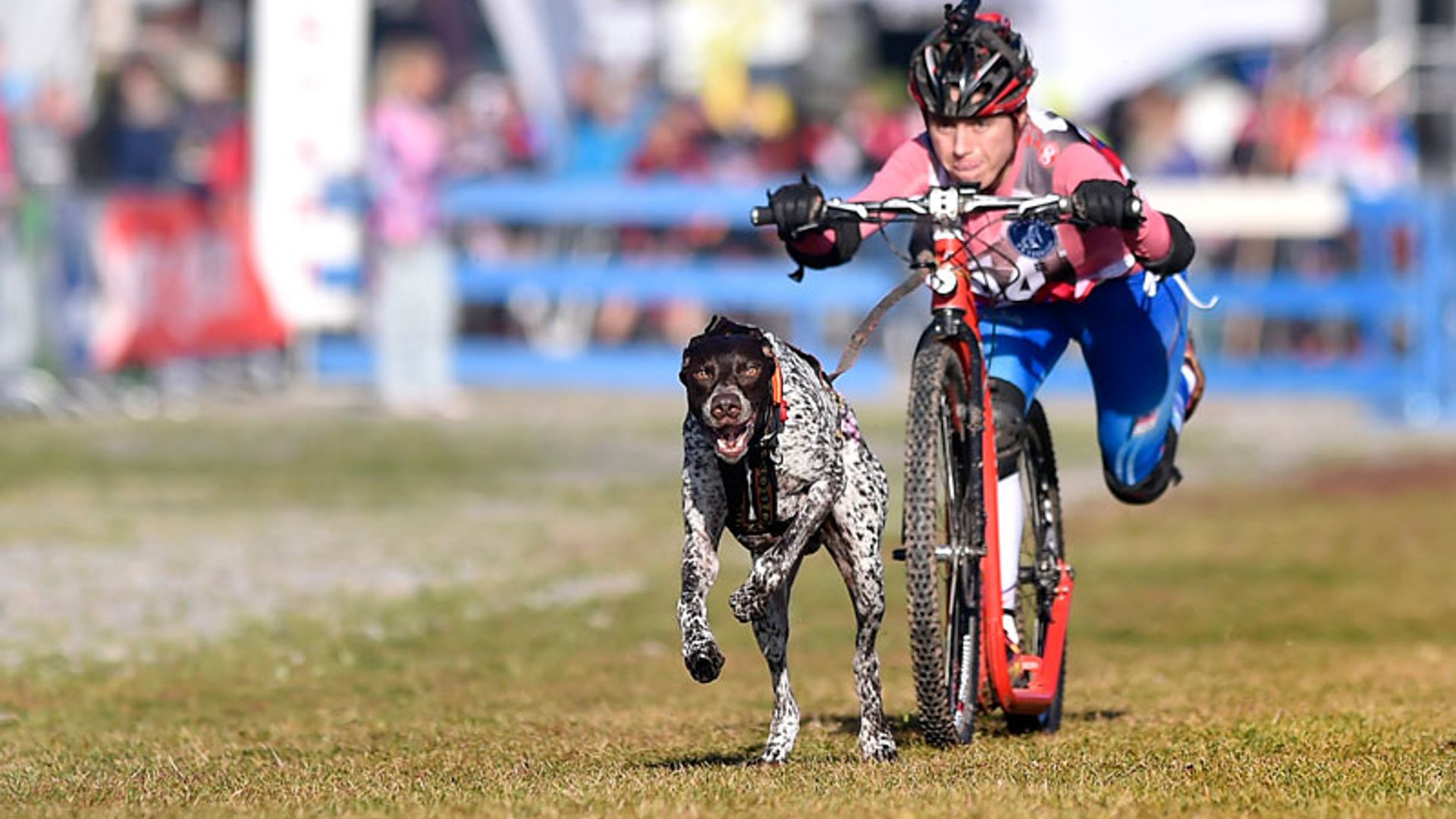 Practica 'bikejoring' con tu perro