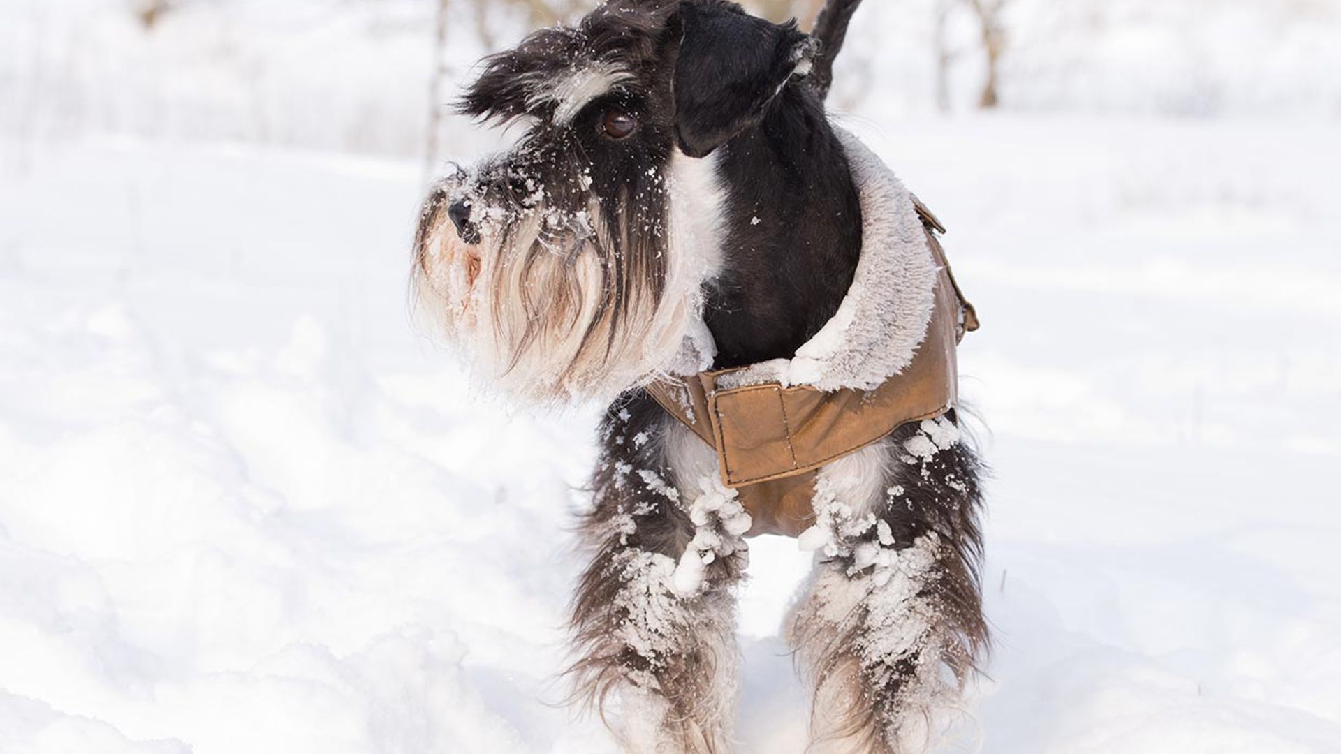 Con estos abrigos tu mascota no pasará frío este invierno