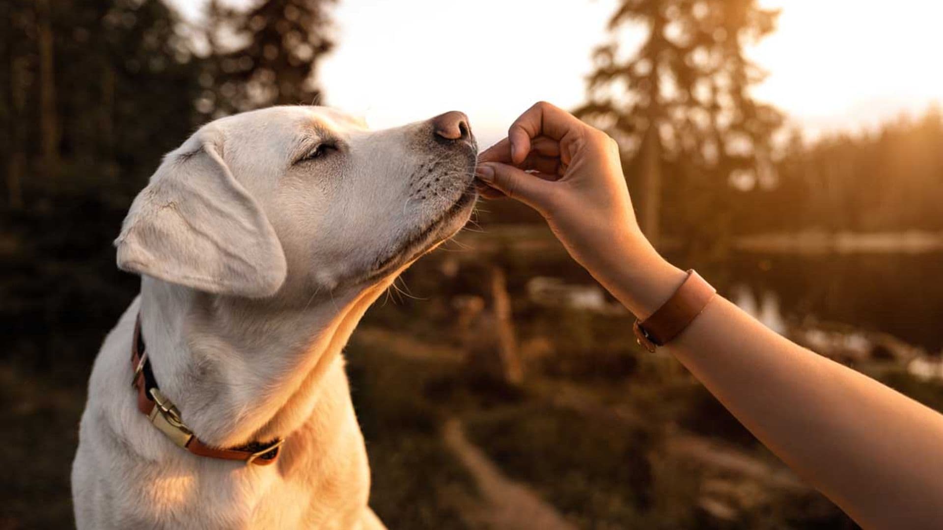 Estas son las 10 familias de razas de perro que existen en el mundo