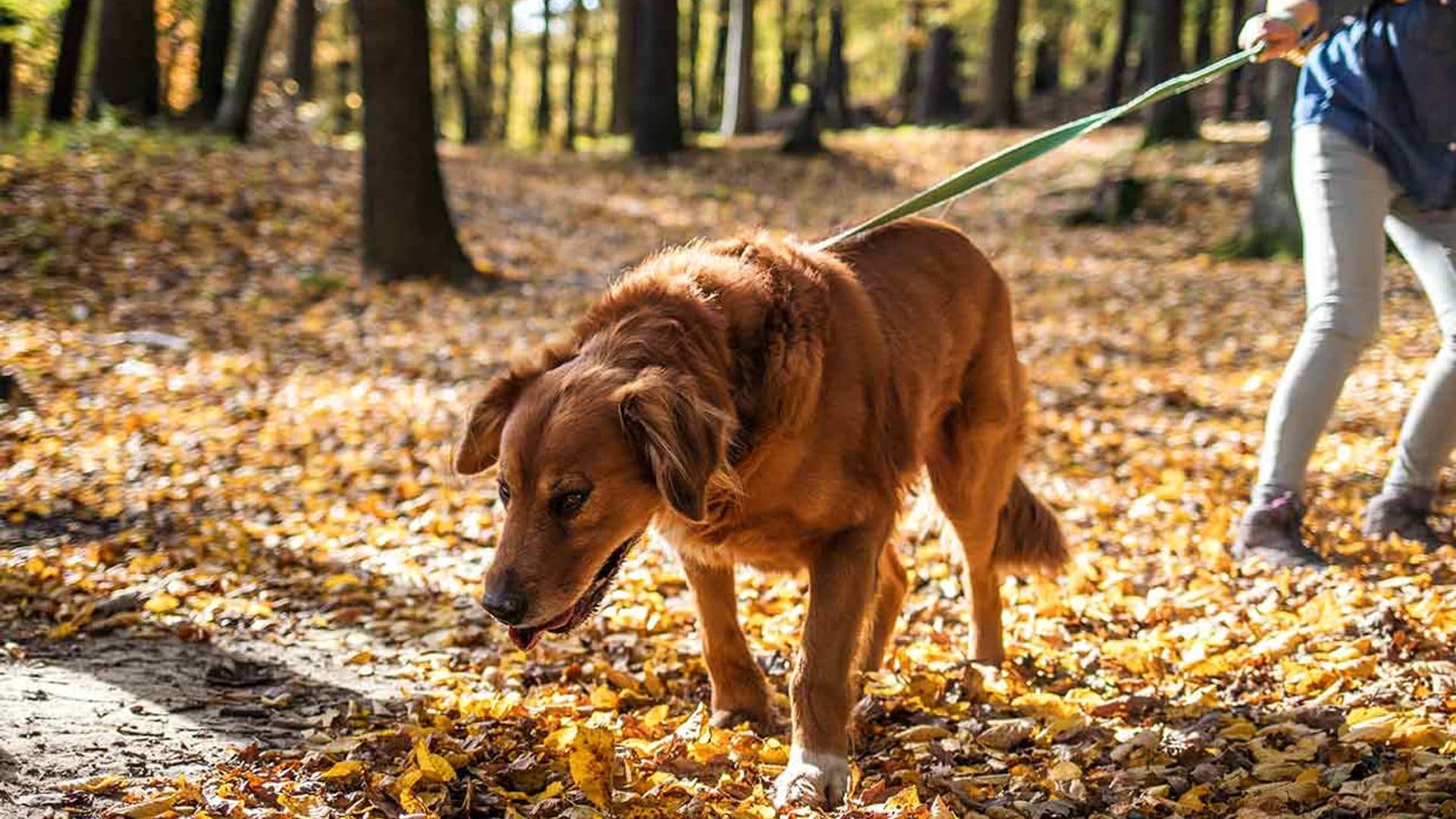 'Los miedos de un perro pueden hacer que se rebele'