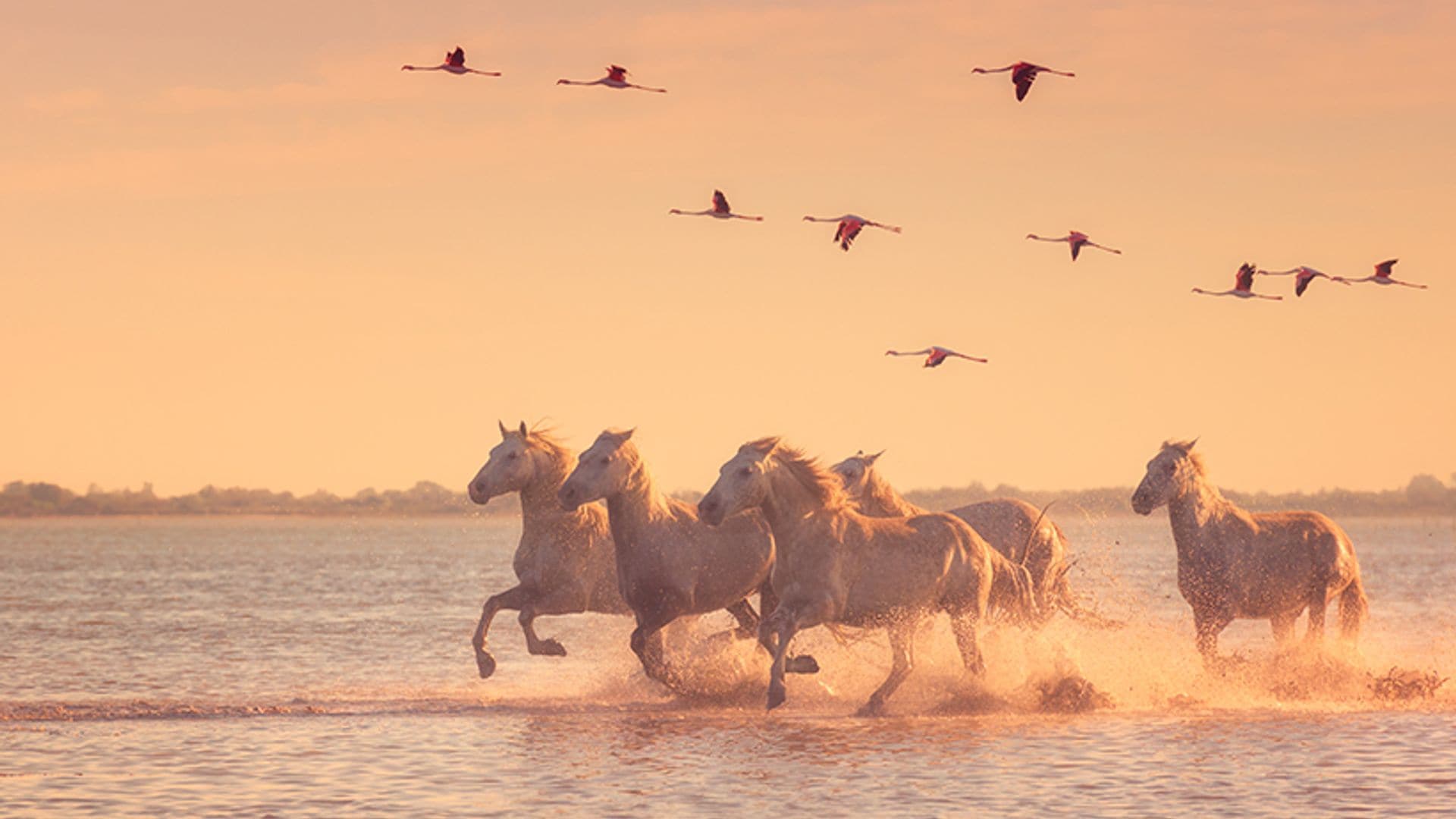 Invasión de flamencos, los mejores lugares para ver al animal de moda