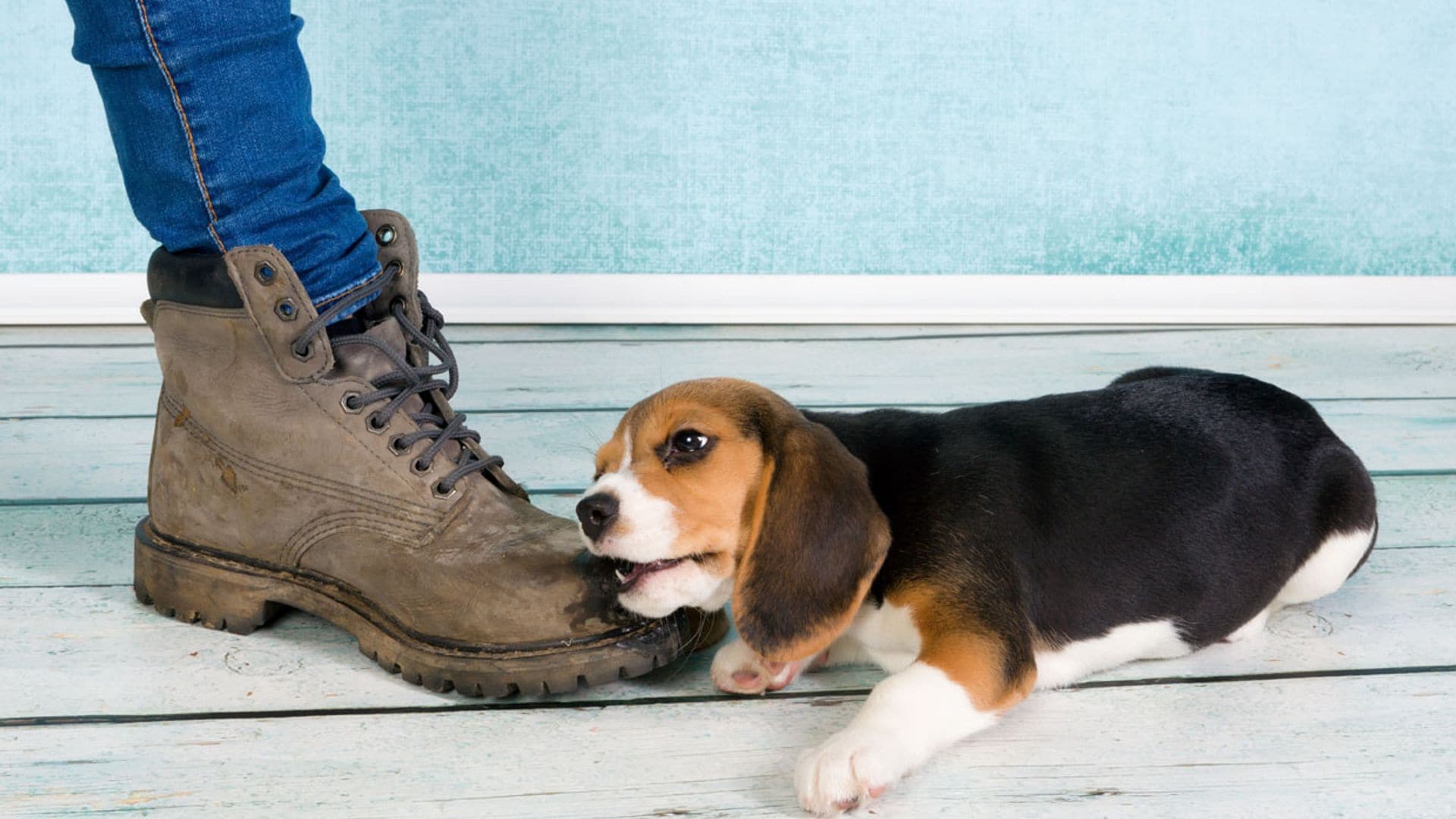 ¿Tu perro te muerde constantemente los pies? Averigua por qué lo hace