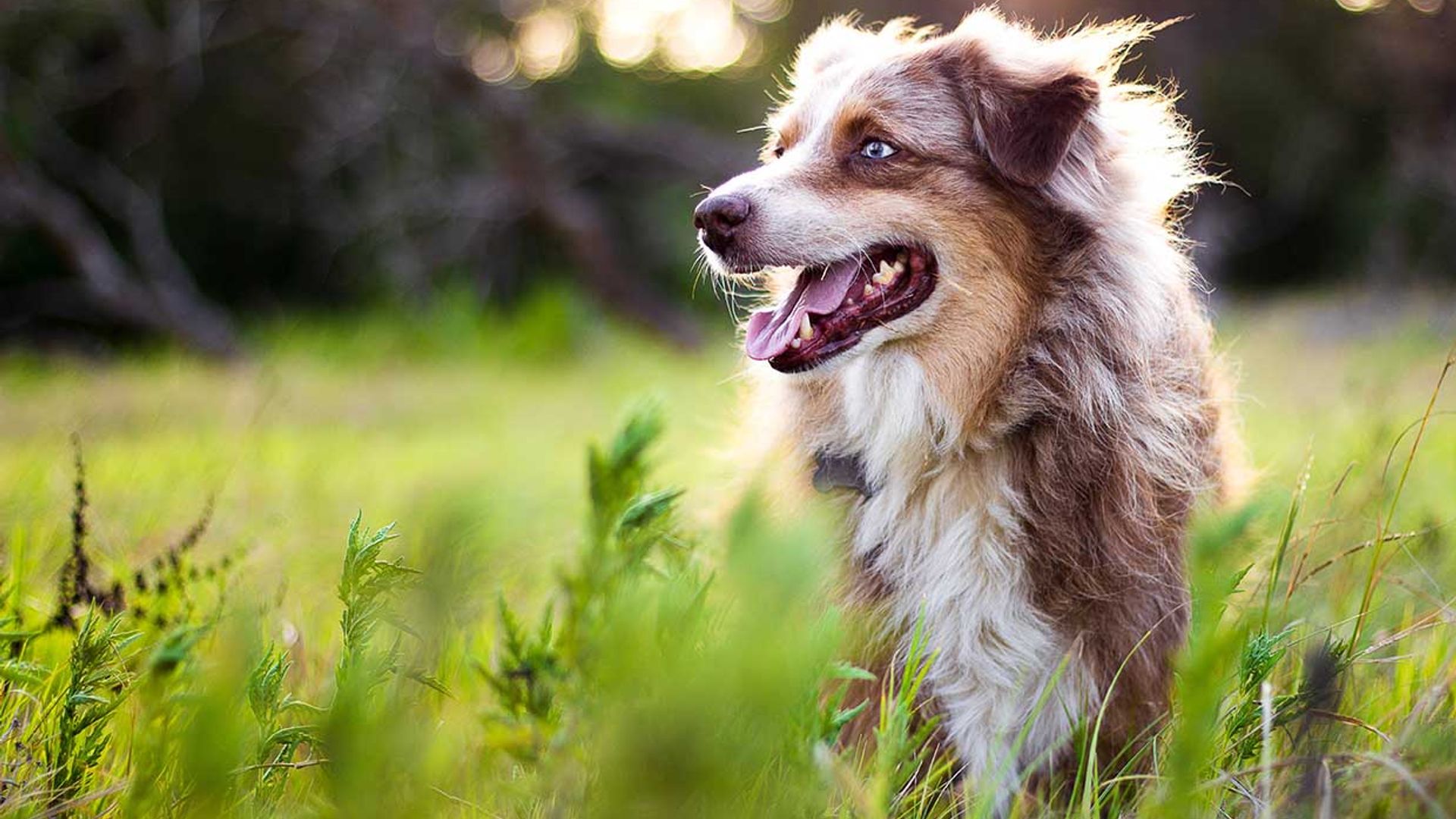 Esta es la razón por la que los perros de campo son más felices que los de ciudad