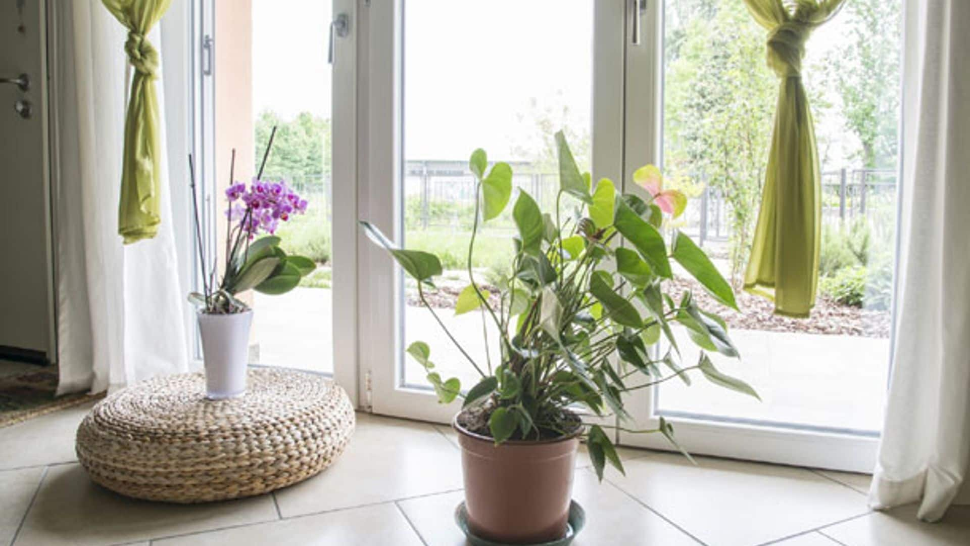 6 consejos muy prácticos para que tus plantas sobrevivan durante tus vacaciones