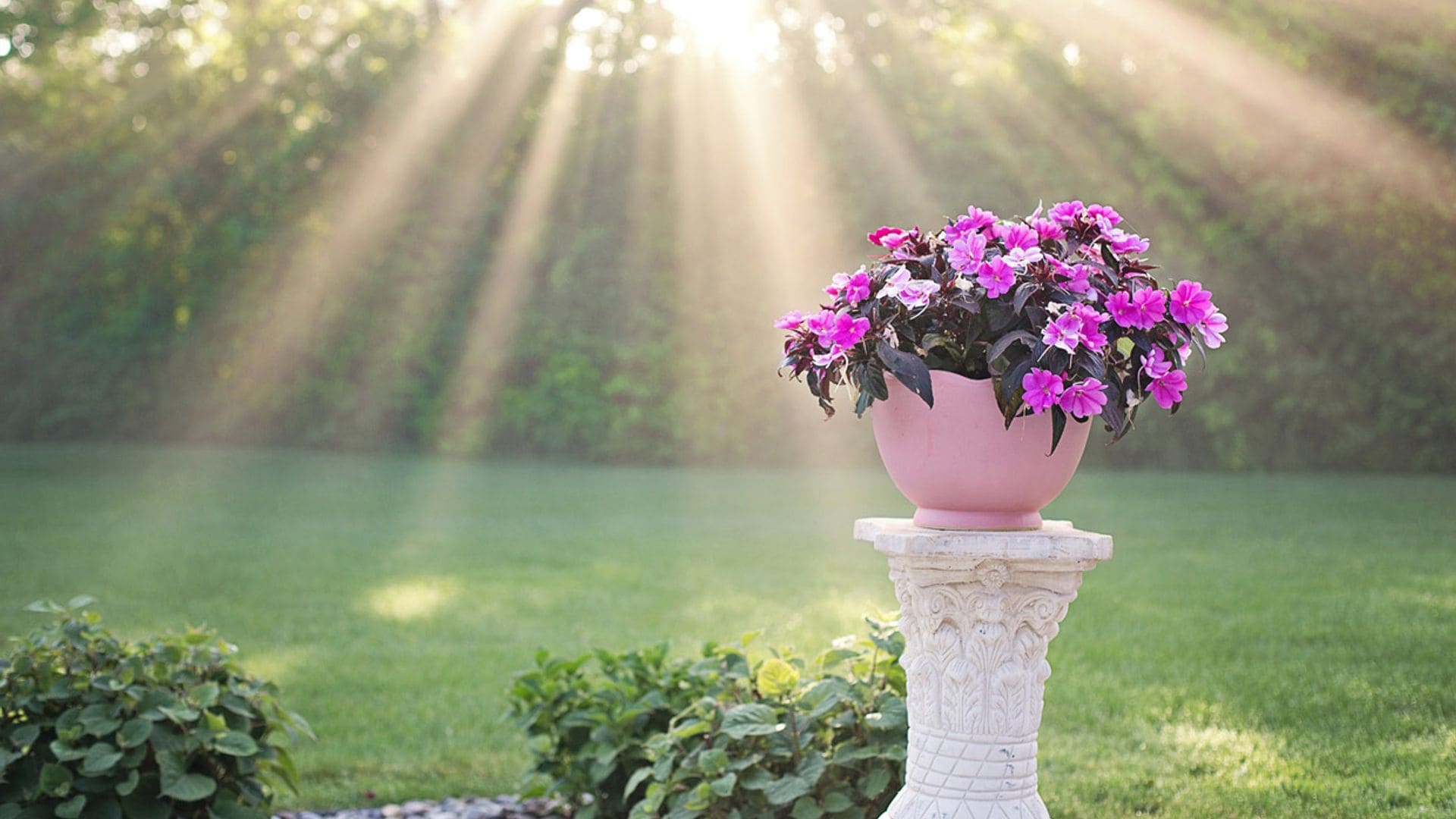 Qué plantas elegir en función de la orientación del jardín