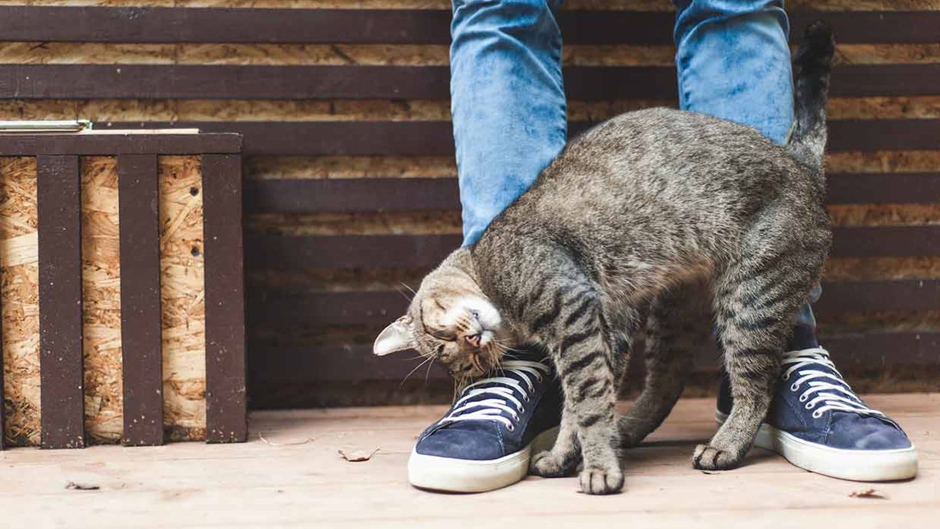 Tu gato también te quiere, estos gestos te lo demuestran