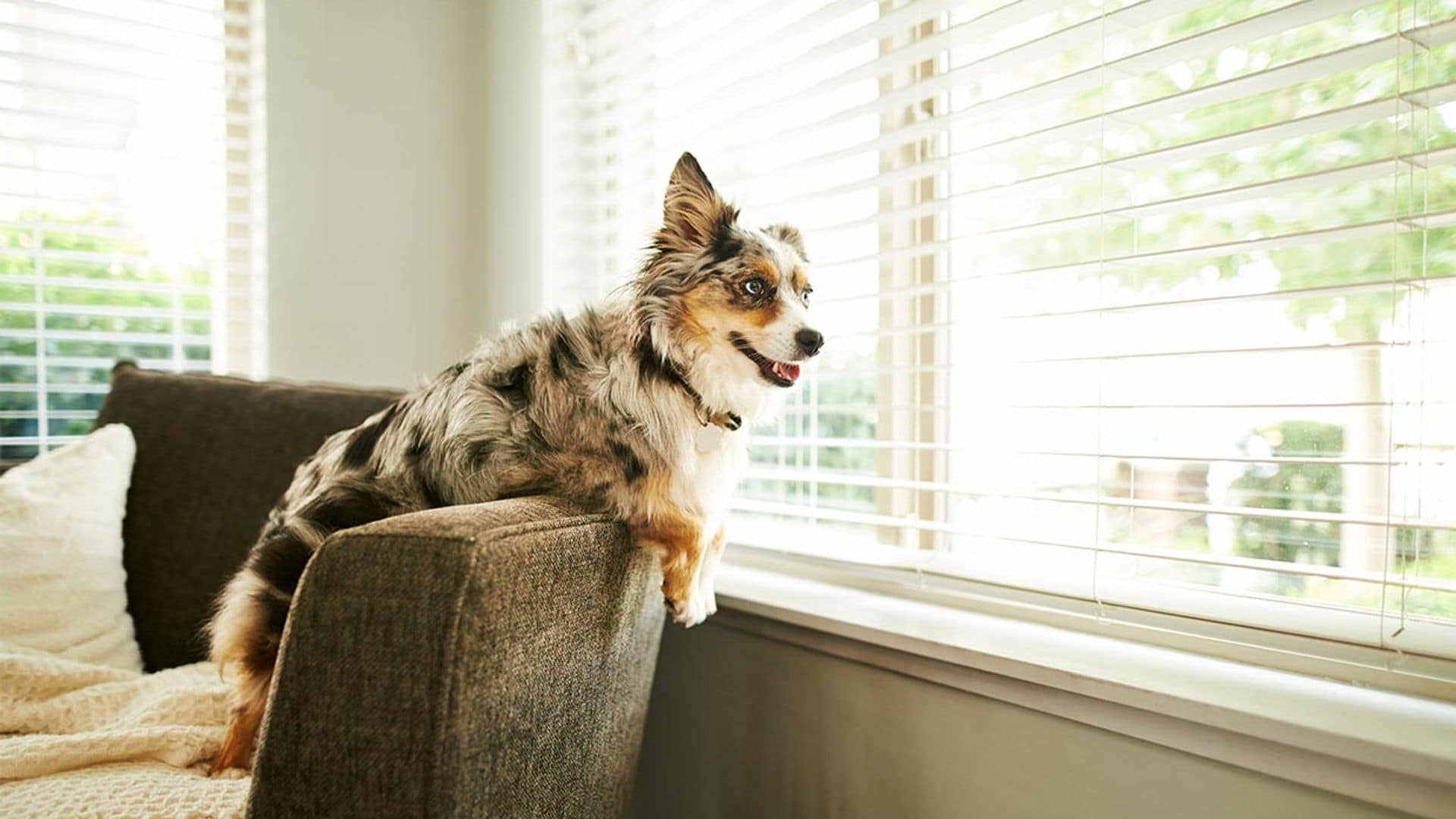 Razones por las que tu perro no quiere estar en casa