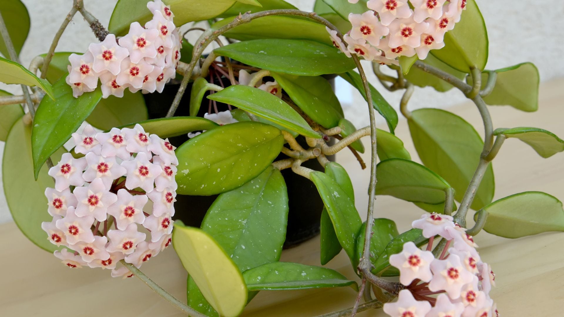 Flor de cera: la suculenta perfecta para quienes buscan plantas fáciles de cuidar