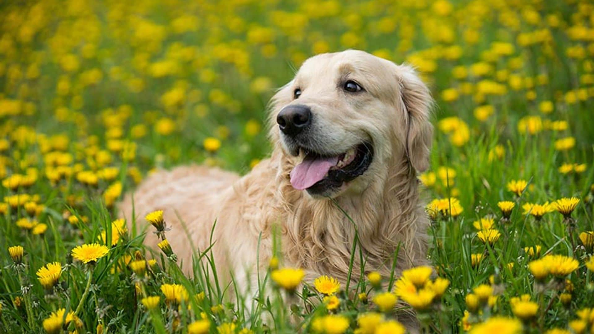 Los mejores cuidados para tu cachorro golden retriever