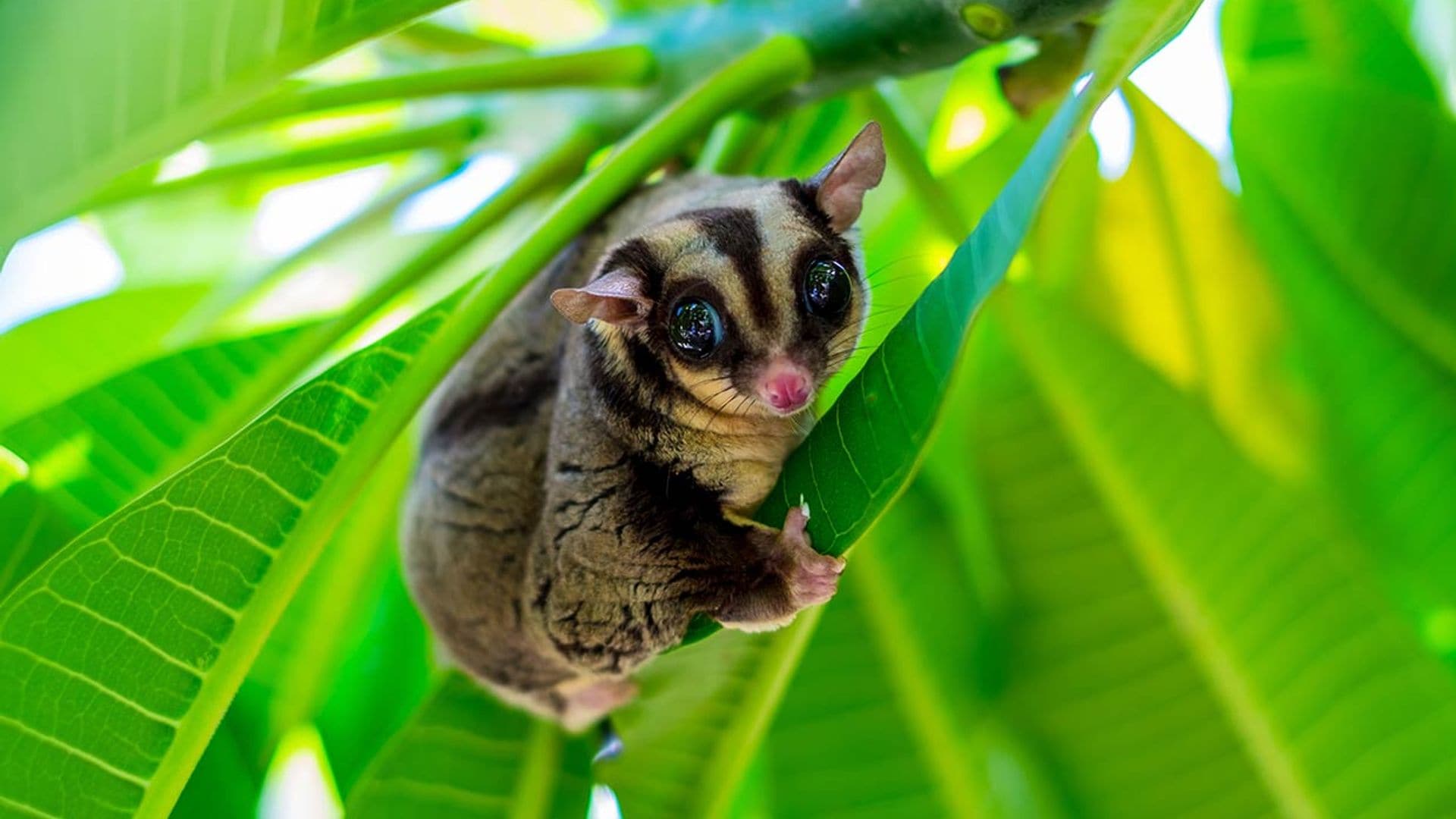 Descubre al petauro del azúcar, un adorable marsupial australiano