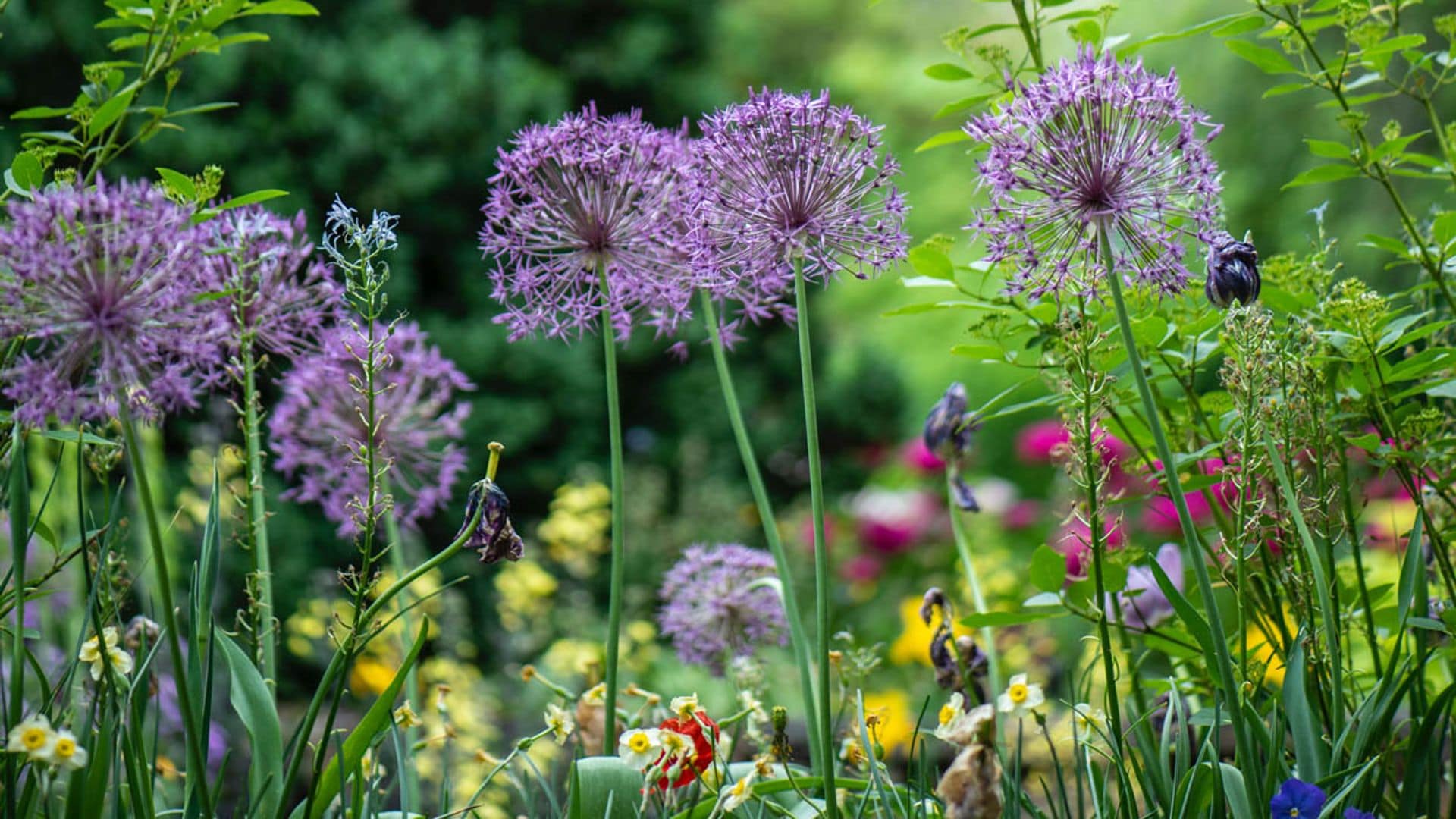 Jardines 'new perennial': tan bellos y libres como la naturaleza