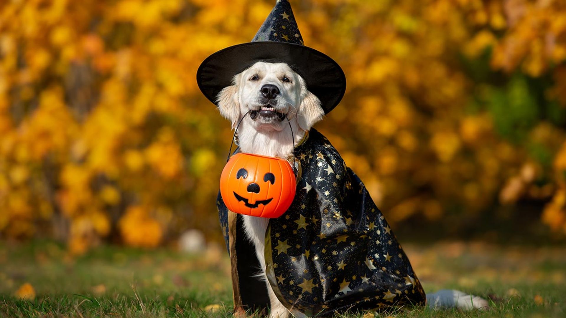 Estos disfraces de Halloween para perros ¡nos han encantando!