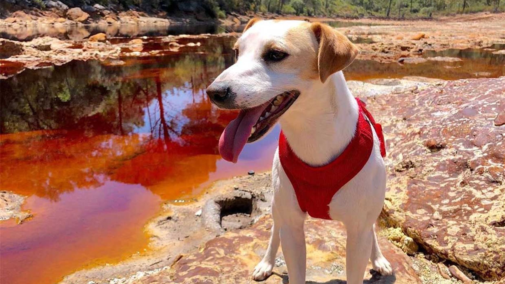 Pipper, el perro 'influencer' que recorre España, estrena cómic