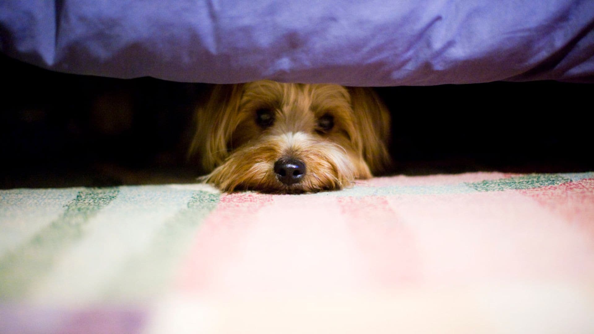 ¿A tu perro le aterran los petardos de la noche de San Juan? Aquí tienes trucos y remedios para calmarlo