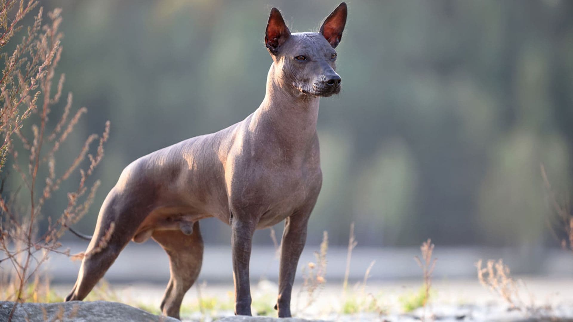 El perro azteca o mexicano, también conocido como xoloitzcuintle, una de las razas más raras